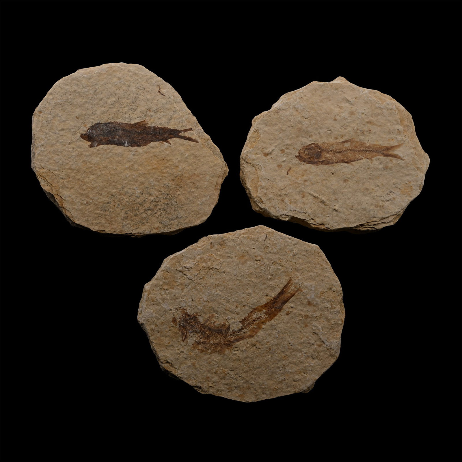 Knightia Fossil Fish Plate Group: Eocene Period, circa 58-36 million years B.P. Comprising three roughly oval matrices with Knightia alta specimens. 165 grams total, 70-74 mm (2 3/4 - 3 in.). [3, No Reserve] From Wyoming, USA. From a 