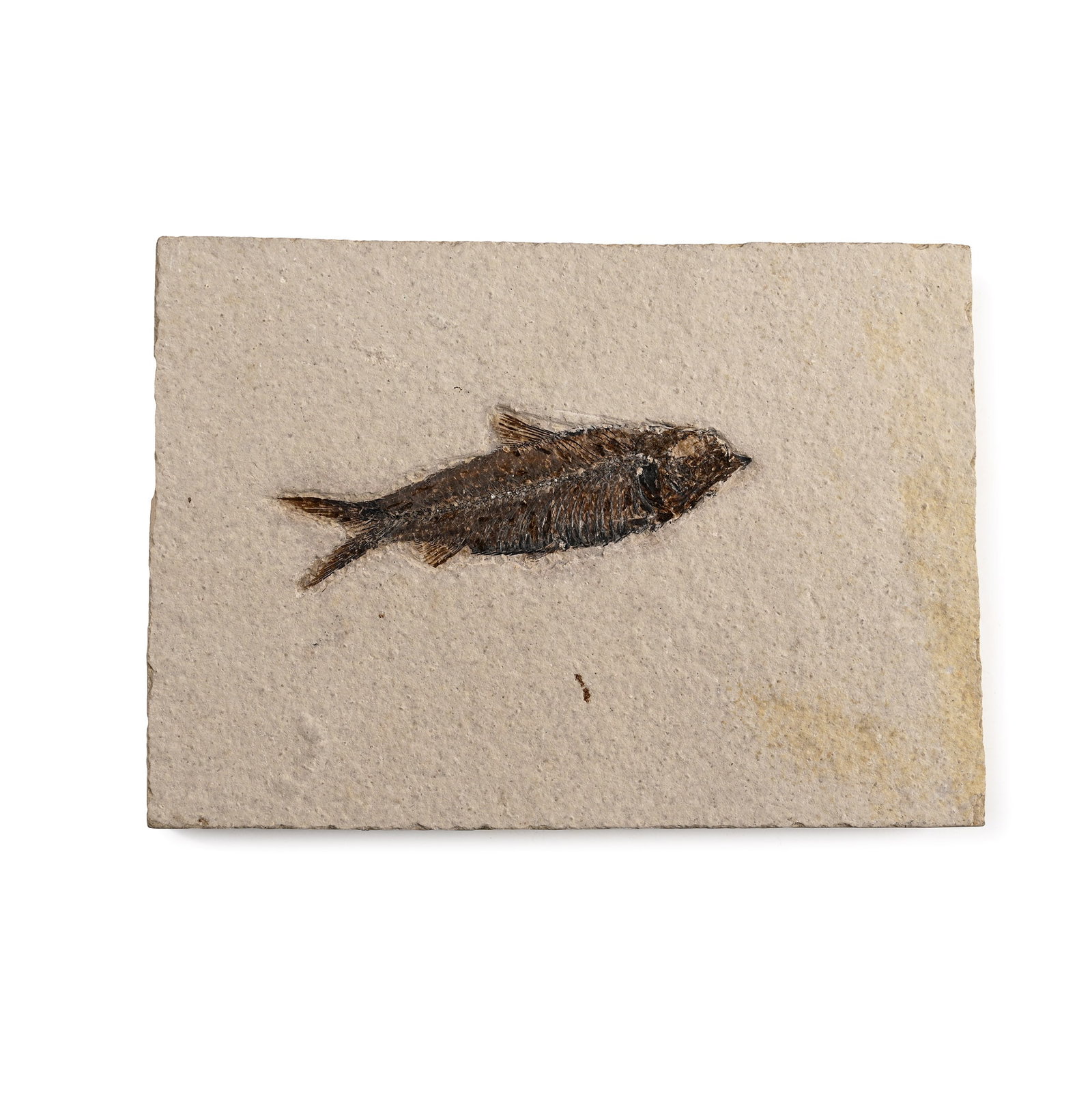 Fossil Knightia Fish Plate: Eocene Period, circa 58-36 million years B.P. A Knightia alta fish on a rectangular limestone matrix. 929 grams, 17.5 x 12.5 cm (6 7/8 x 5 in.). [No Reserve] From Wyoming, USA. From the private collec