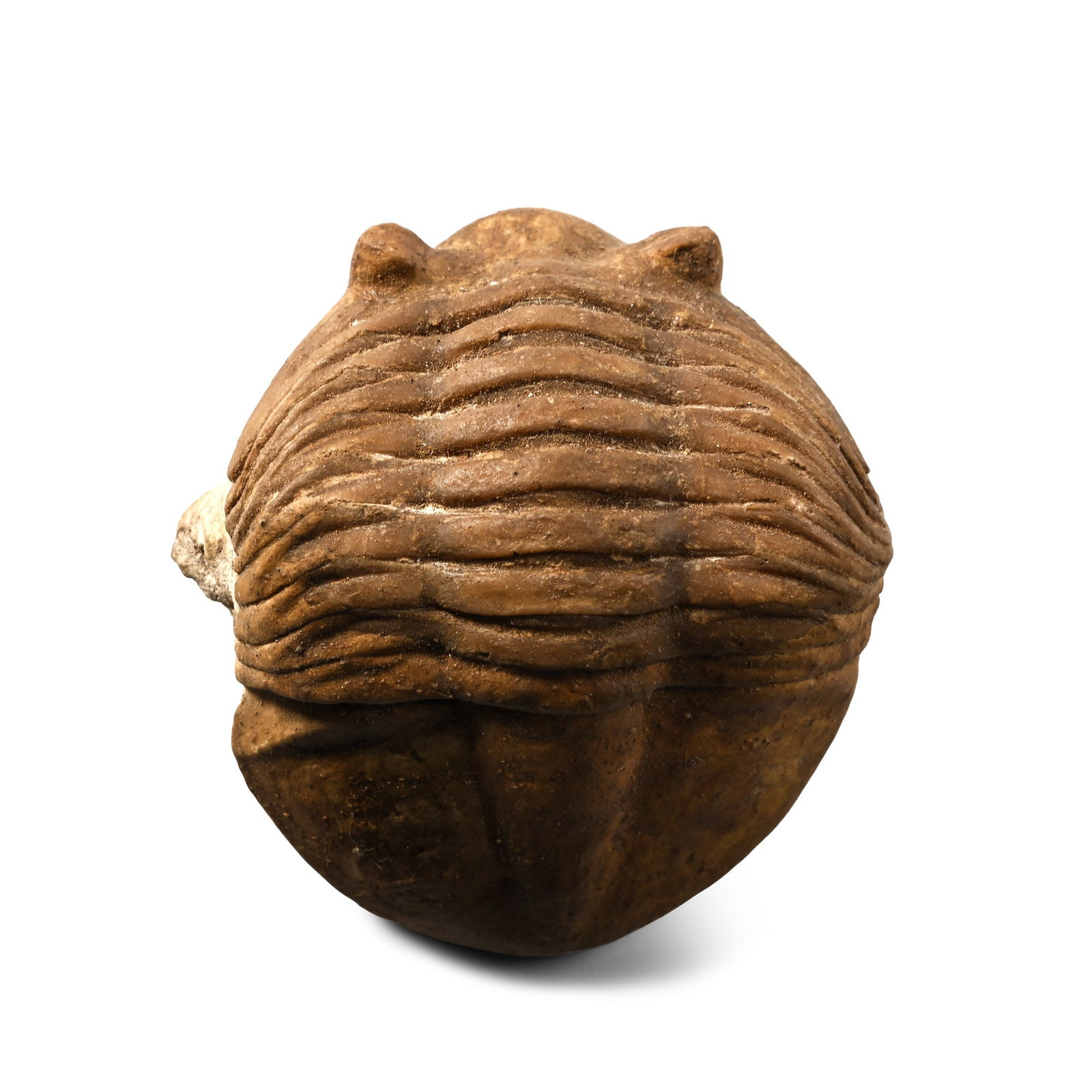 Fossil Asaphus Trilobite in Matrix: Middle Ordovician, circa 470-458 million years B.P. Asaphus lepidurus with a semicircular headshield and tailshield separated by well-defined ribs. 65 grams, 54 mm (2 1/8 in.). [No Reserve] From the P