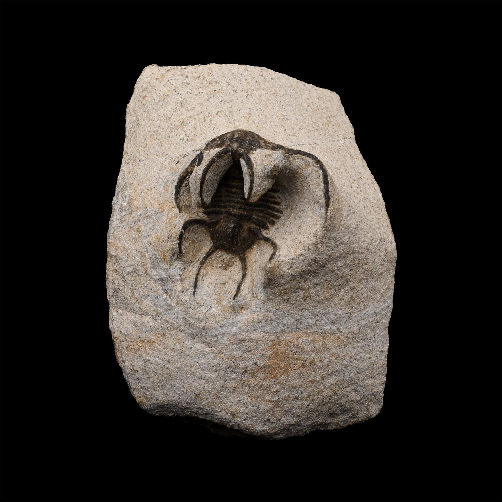 Fossil Ceratarges Trilobite: Devonian Period, circa 400 million years B.P. Likely Ceratarges spinosus showing the distinctive protective spines. 190 grams, 79 mm (3 1/8 in.). [No Reserve] From a Cambridgeshire, UK, collection. Ti