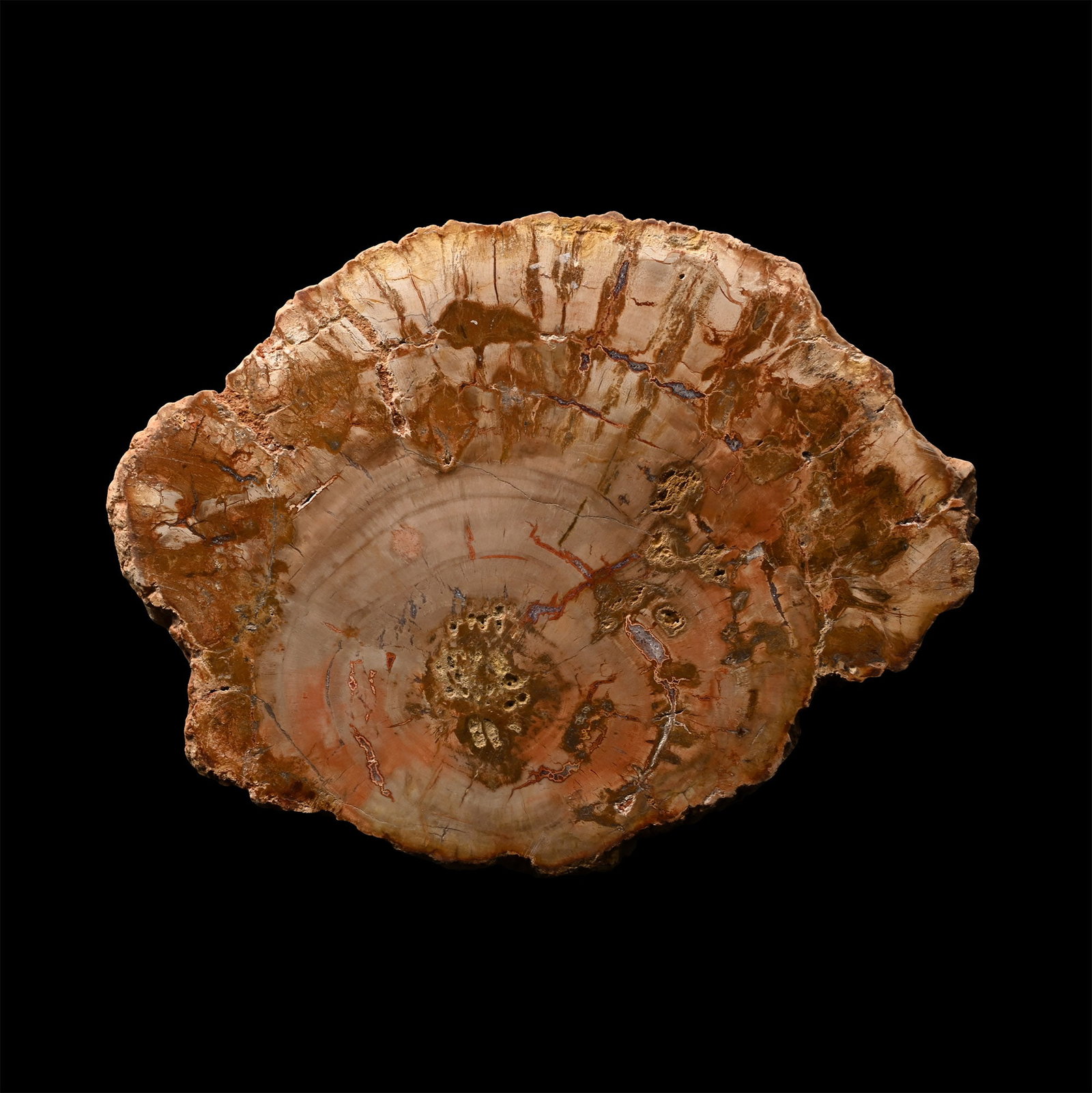 Polished Fossil Tree Slice: Triassic Period, 251-199 million years B.P. Agatized slice showing attractive patterns, polished on both sides. 437 grams, 15.7 cm (6 1/8 in.). [No Reserve] From a Cambridgeshire, UK, collection. Time