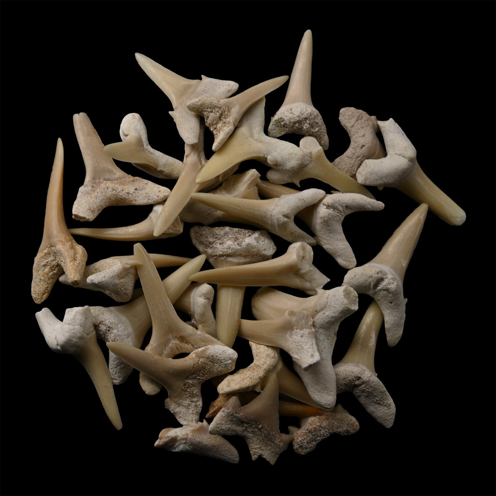 Sand Shark Fossil Tooth Group: Eocene Period, 56-33 million years B.P. Comprising various sizes of Otodus obliquus teeth. 27 grams total, 12-31 mm (1/2 - 1 1/4 in.). [31, No Reserve] From a Norfolk, UK, collection. TimeLine Auction