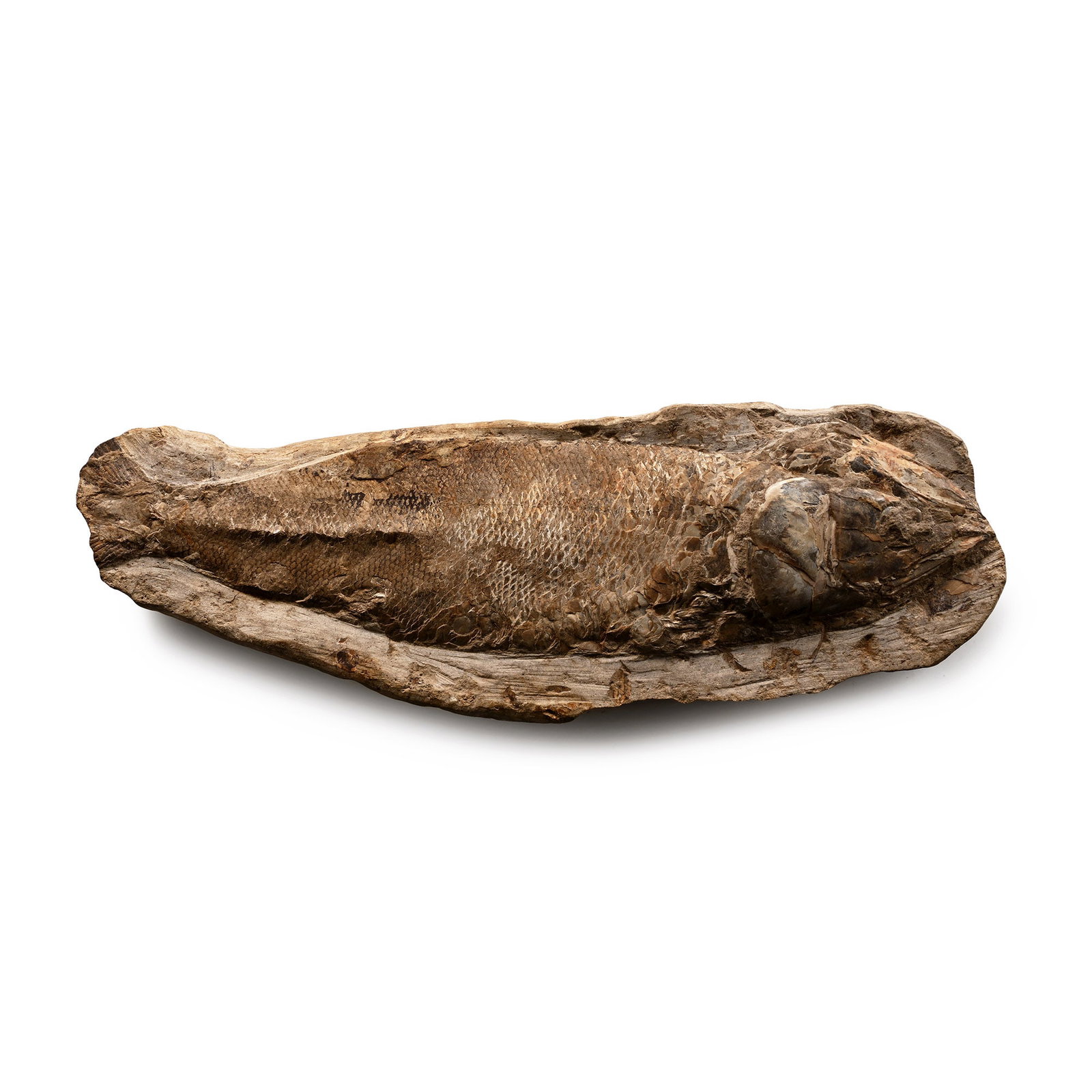 Large Fossil Fish in Matrix: Cretaceous Period, circa 122-119 million years B.P. Showing good scale detailing, possibly Rhacolepis buccalis. 935 grams, 26 cm (10 1/4 in.). [No Reserve] From a deceased estate of a gentleman collec