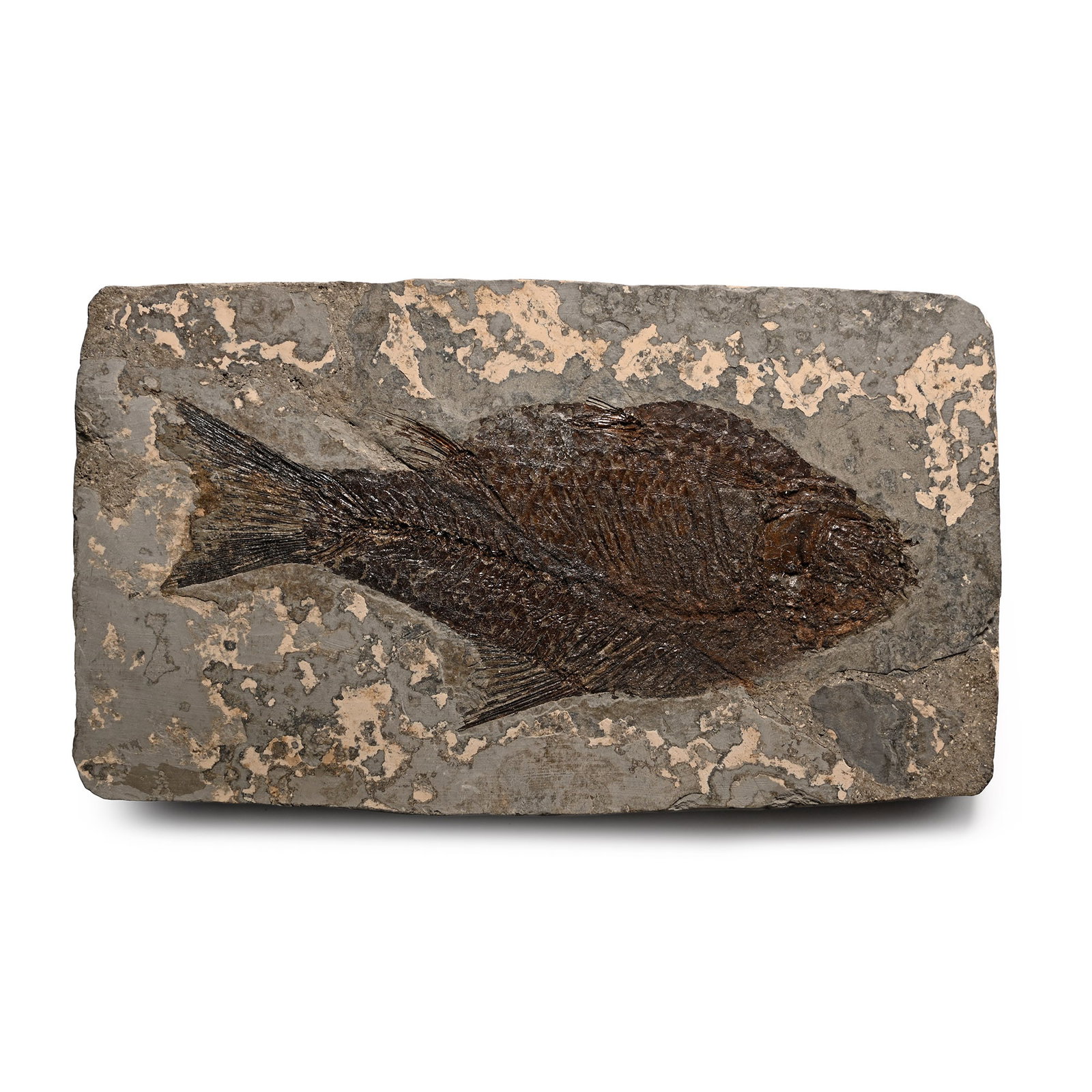 Fossil Vinctifer Jianghanichthys Species Fish in Matrix (1 of 1)