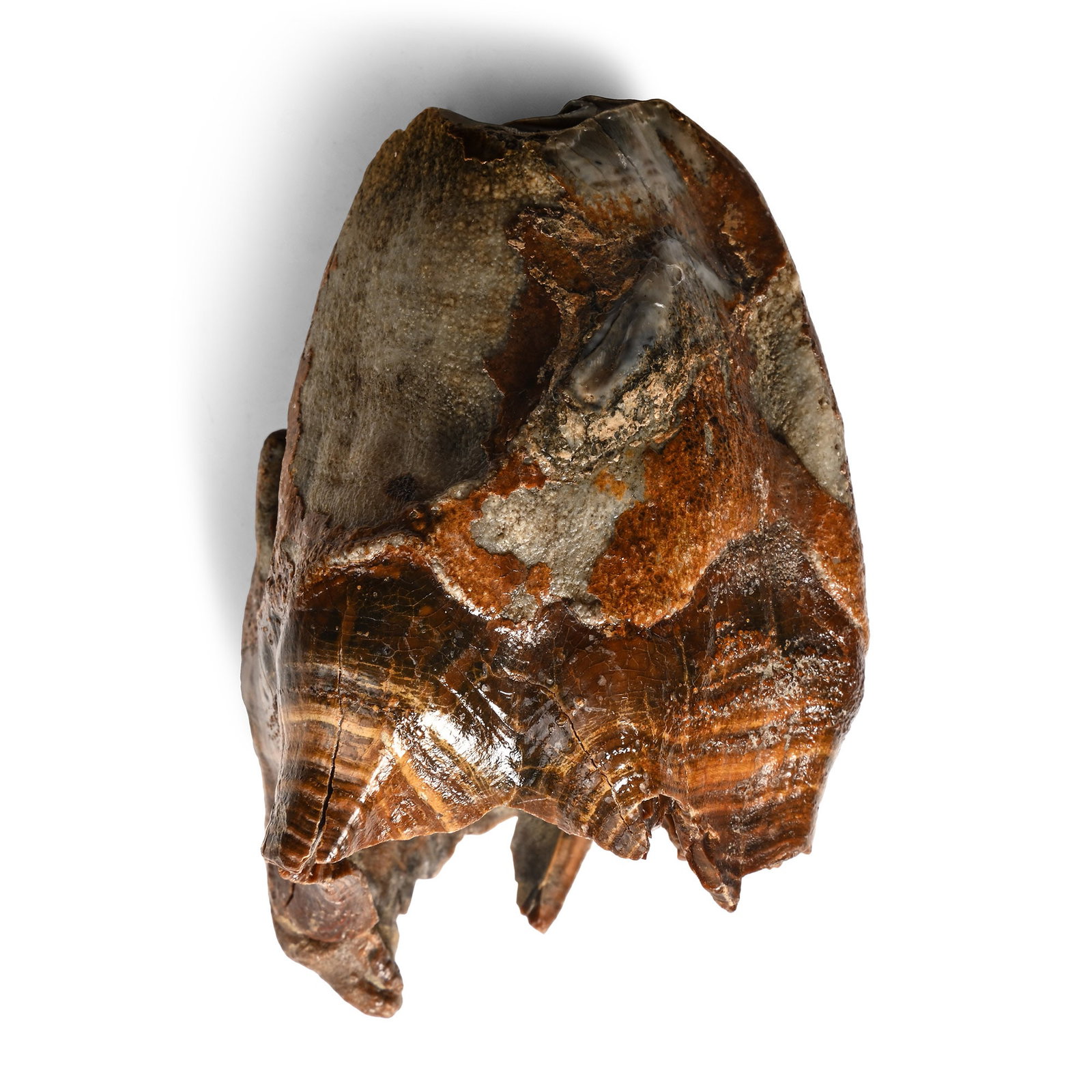Woolly Rhinoceros Large Upper Jaw Tooth: Devensian Period, circa 110,000-12,000 years B.P. Large size tooth with partial root and dark brown enamel. 210 grams, 96 mm (3 3/4 in.). [No Reserve] Perma frost of Siberia. From a Netherlands collec