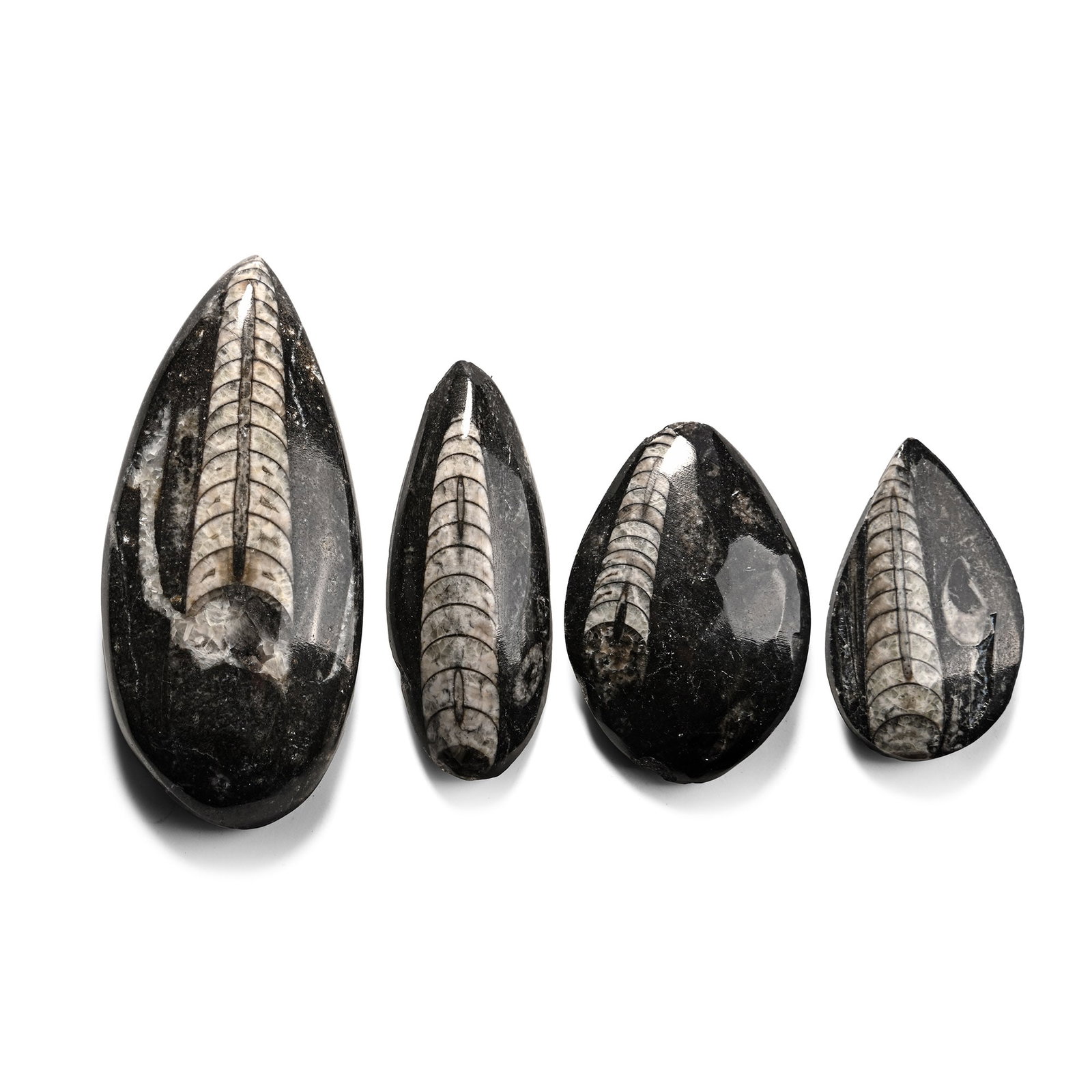 Polished Fossil Orthoceras Specimen Collection: Devonian Period, circa 417-354 million years B.P. Comprising four polished specimens. 126 grams total, 47-83 mm (1 7/8 - 3 1/4 in.). [4, No Reserve] From the private collection of Kenneth Machin (1936