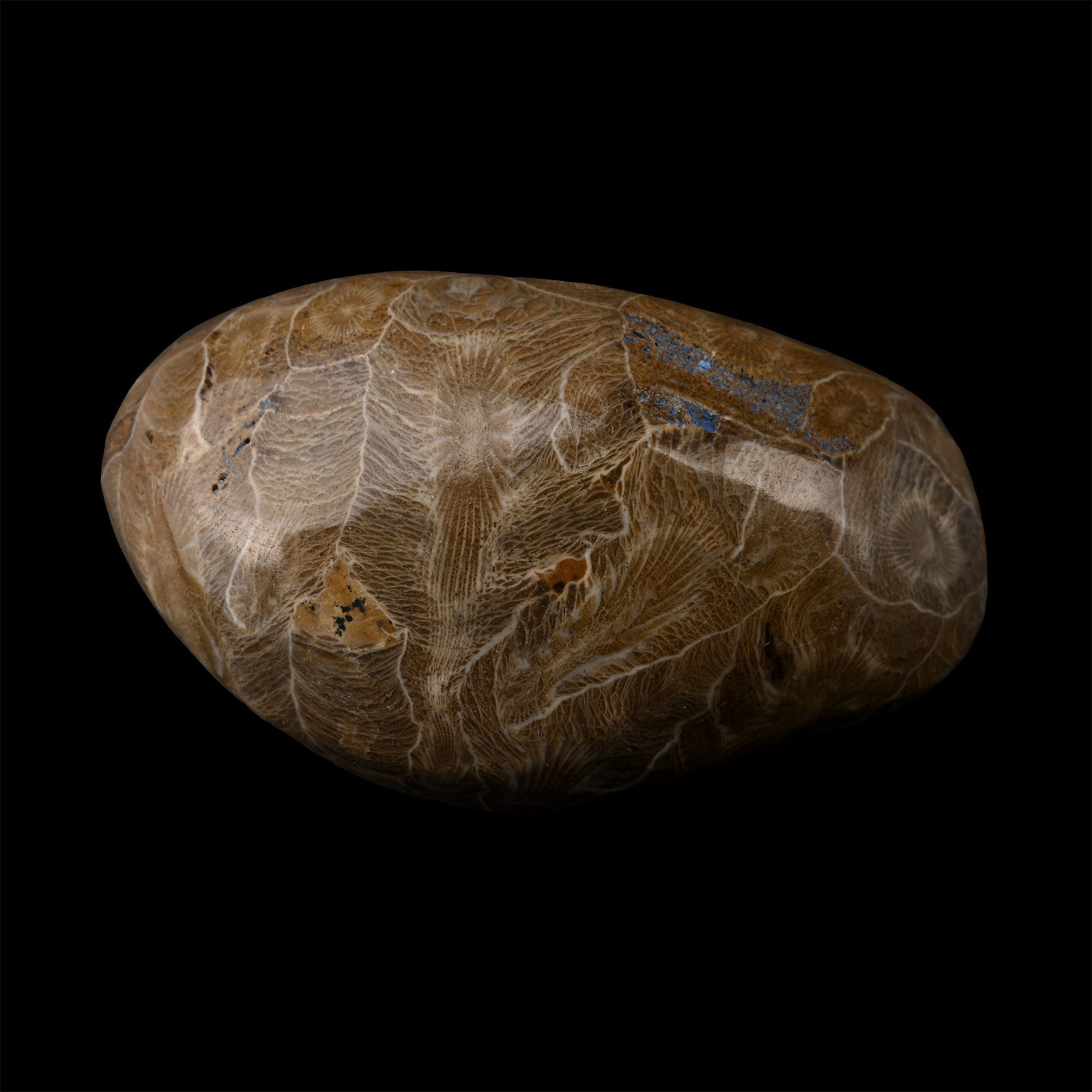 Polished Fossil Coral Head: Devonian Period, circa 417-354 million years B.P. Rounded specimens showing the internal structure of coral. 216 grams, 78 mm (3 in.). [No Reserve] From a Cambridgeshire, UK, collection. TimeLine Auct