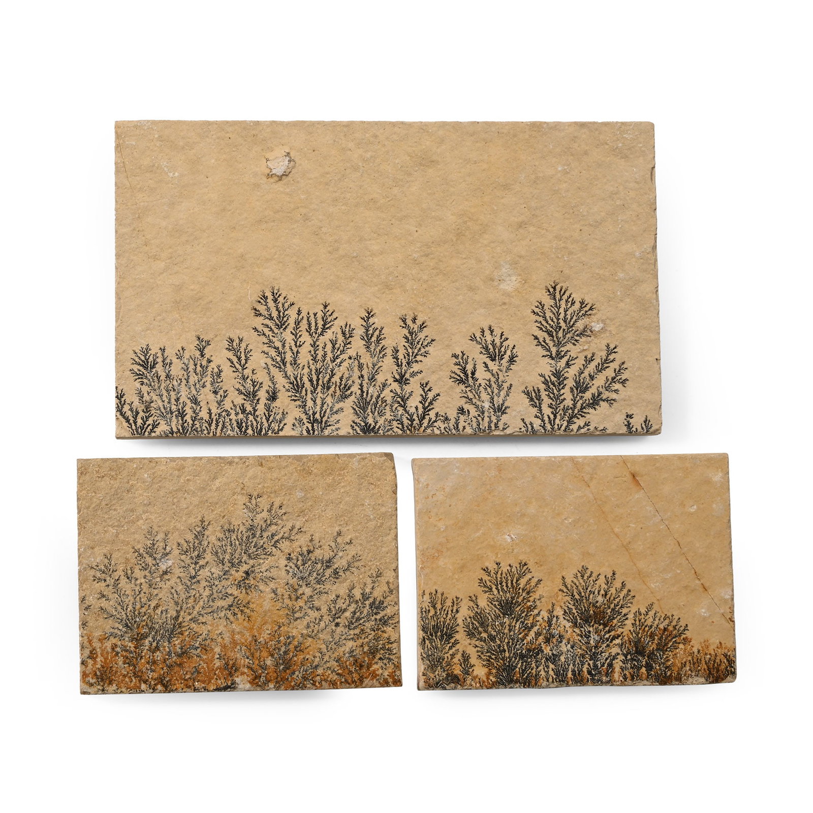 Manganese Dendrite Landscape Plaque Group: Comprising three limestone plaques, each with dendritic inclusions resembling ferns and branching vegetation. 245 grams total, 6.4 x 4.7 - 11.2 x 6.5 cm (2 1/2 x 1 7/8 - 4 3/8 x 2 1/2 in.). [3, No Res