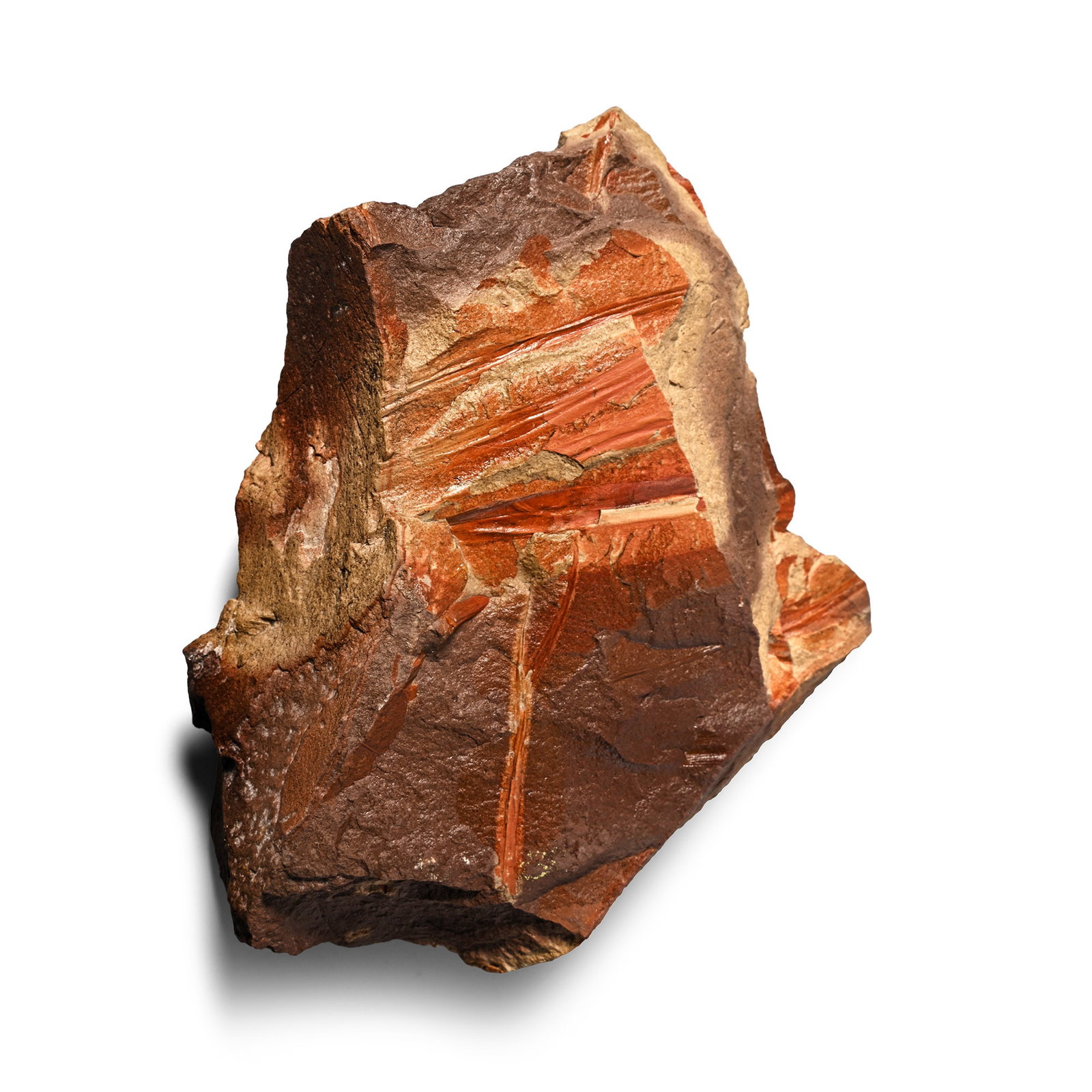 Nothofagus Fossil Ferns in Matrix: Lower Eocene Period, circa 56-48 million years B.P. An irregular matrix with multiple Southern beech leaves. 400 grams, 13.8 cm (5 3/8 in.). [No Reserve] From the Redbank Plains formation, Ebbw Vale, 
