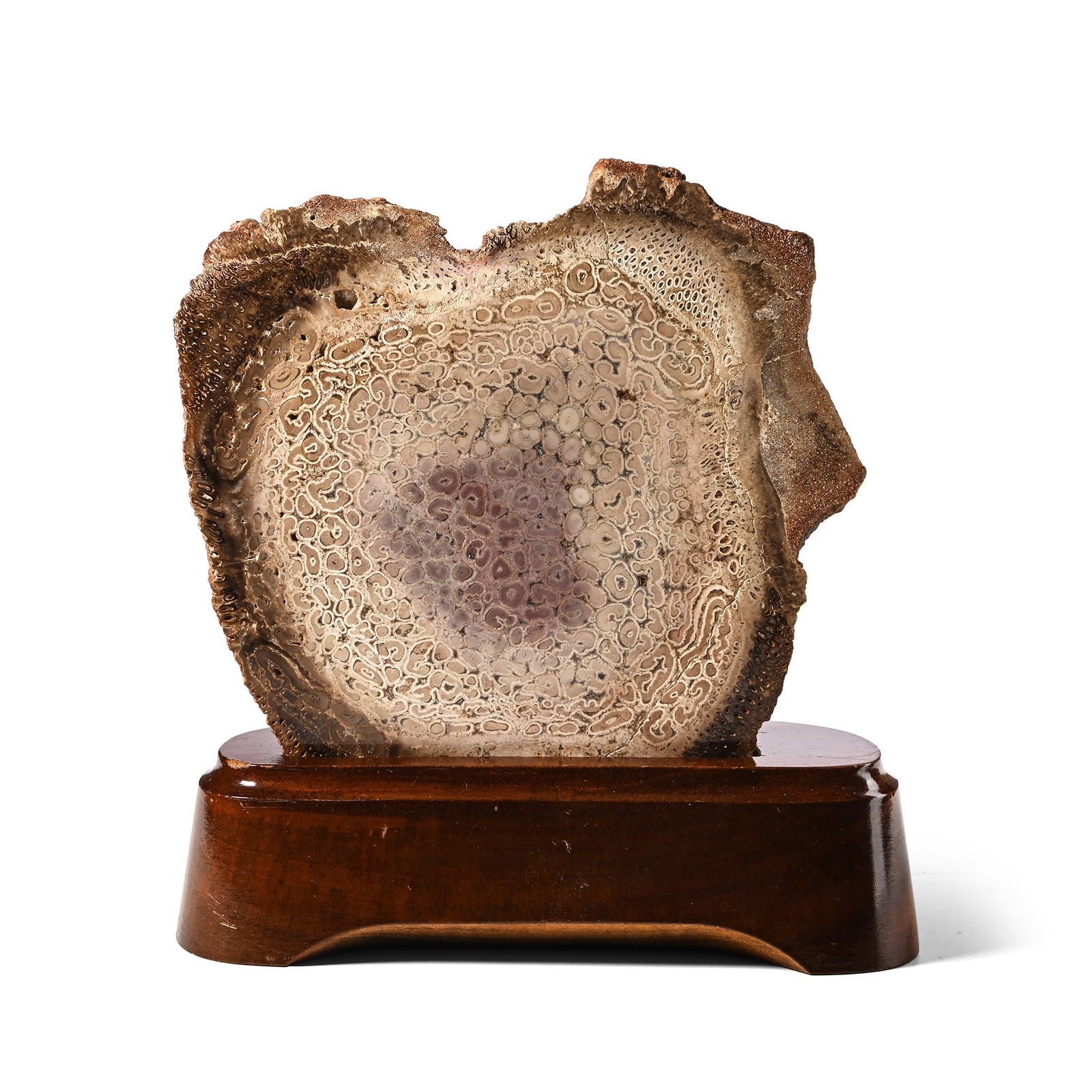 Cut and Polished Psaronius Brasiliensis Fossil Fern Slice on Stand (1 of 1)