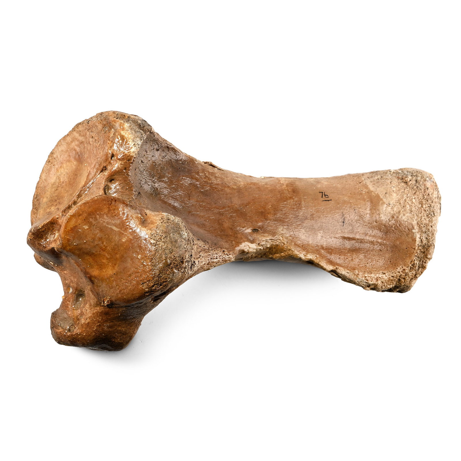 Large Woolly Rhinocerous Leg Bone (1 of 1)