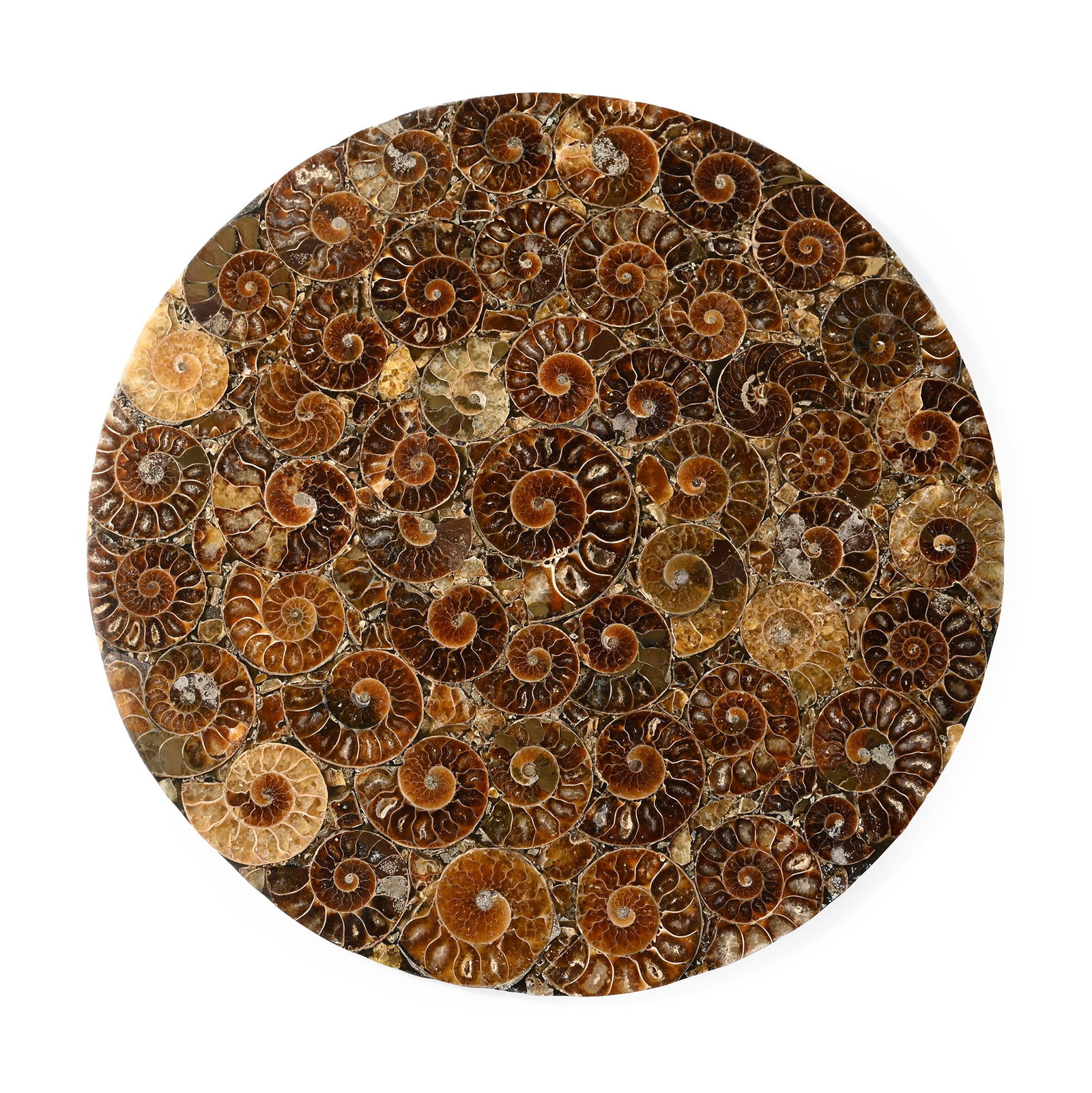 Large Polished Ammonite Platter: Jurassic Period, circa 199-145 million years B.P. A circular composite plate of overlapping Cleoniceras sp. ammonites. 583 grams, 22.7 cm (9 in.). [No Reserve] From a Norfolk, UK, collection. TimeLine