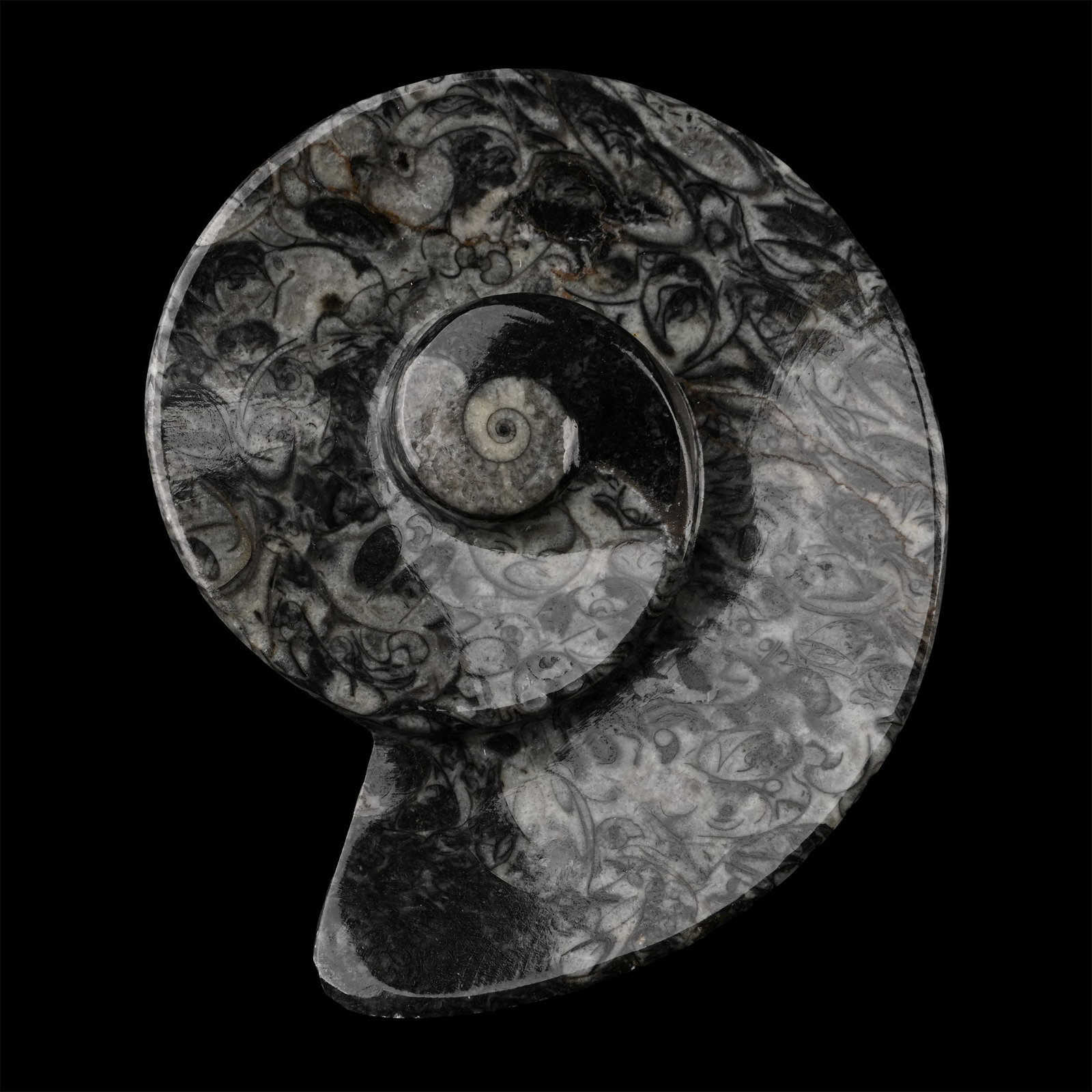Polished 'Designer' Fossil Goniatite Dish: Upper Devonian Period, circa 385-359 million years B.P. Carved from fossiliferous stone and set with a larger Goniatite specimen. 153 grams, 11.3 cm (4 1/2 in.). [No Reserve] From a Cambridgeshire, UK
