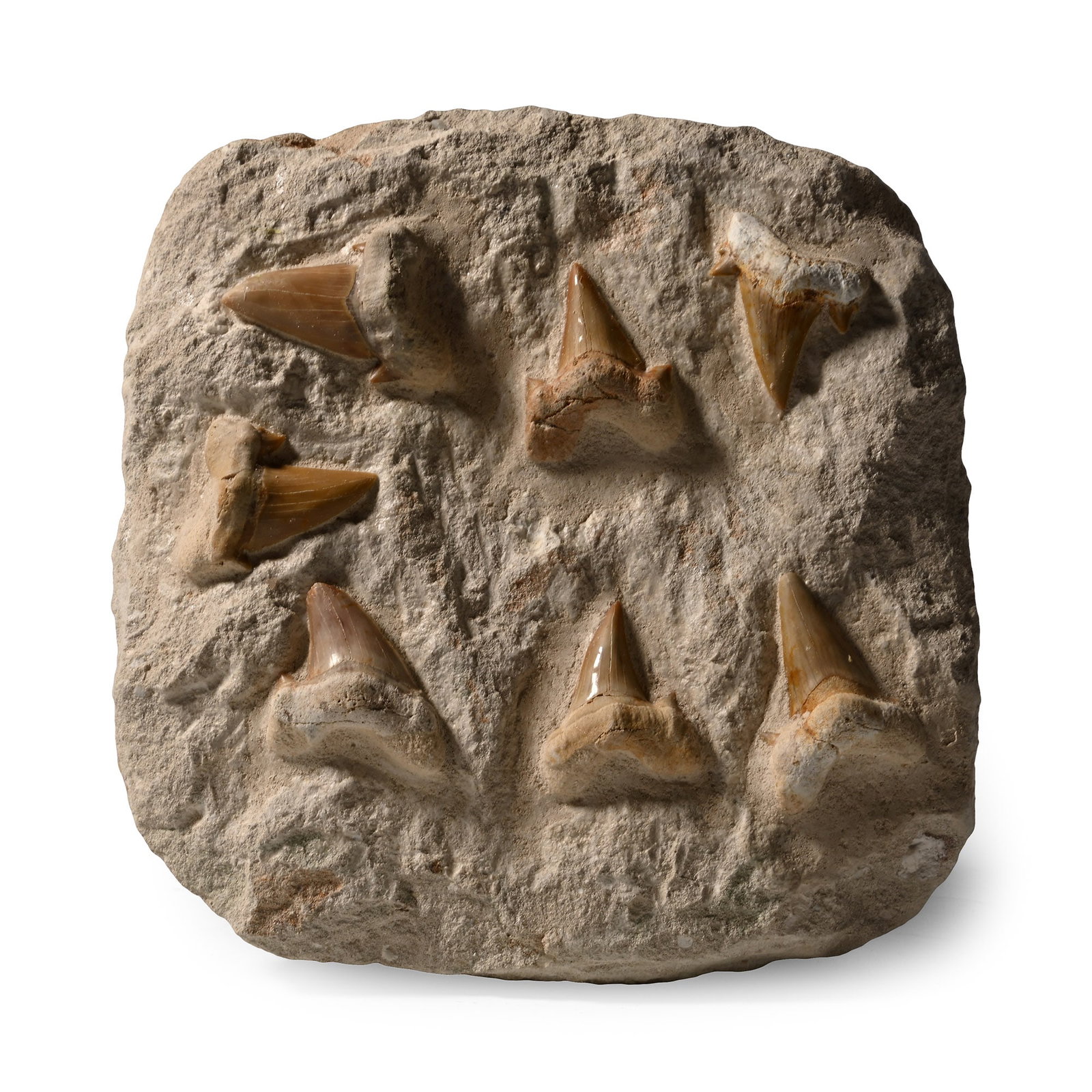 Extinct Otodus Fossil Shark's Teeth Display (1 of 1)