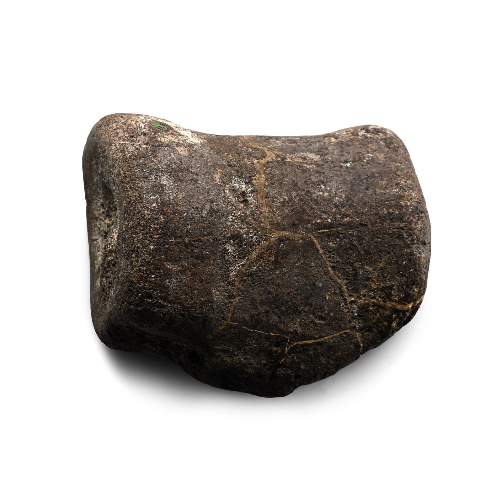Fossil Iguanadon Dinosaur Vertebra (1 of 1)