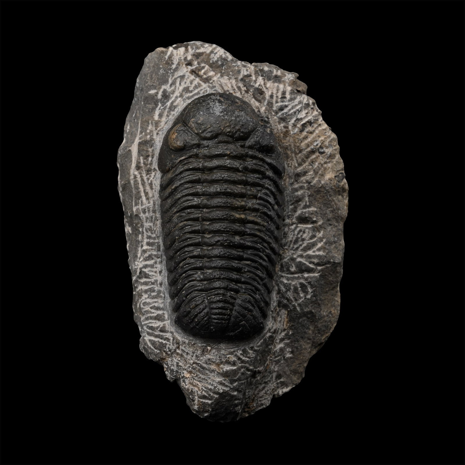 Fossil Phacops Trilobite on Matrix (1 of 1)