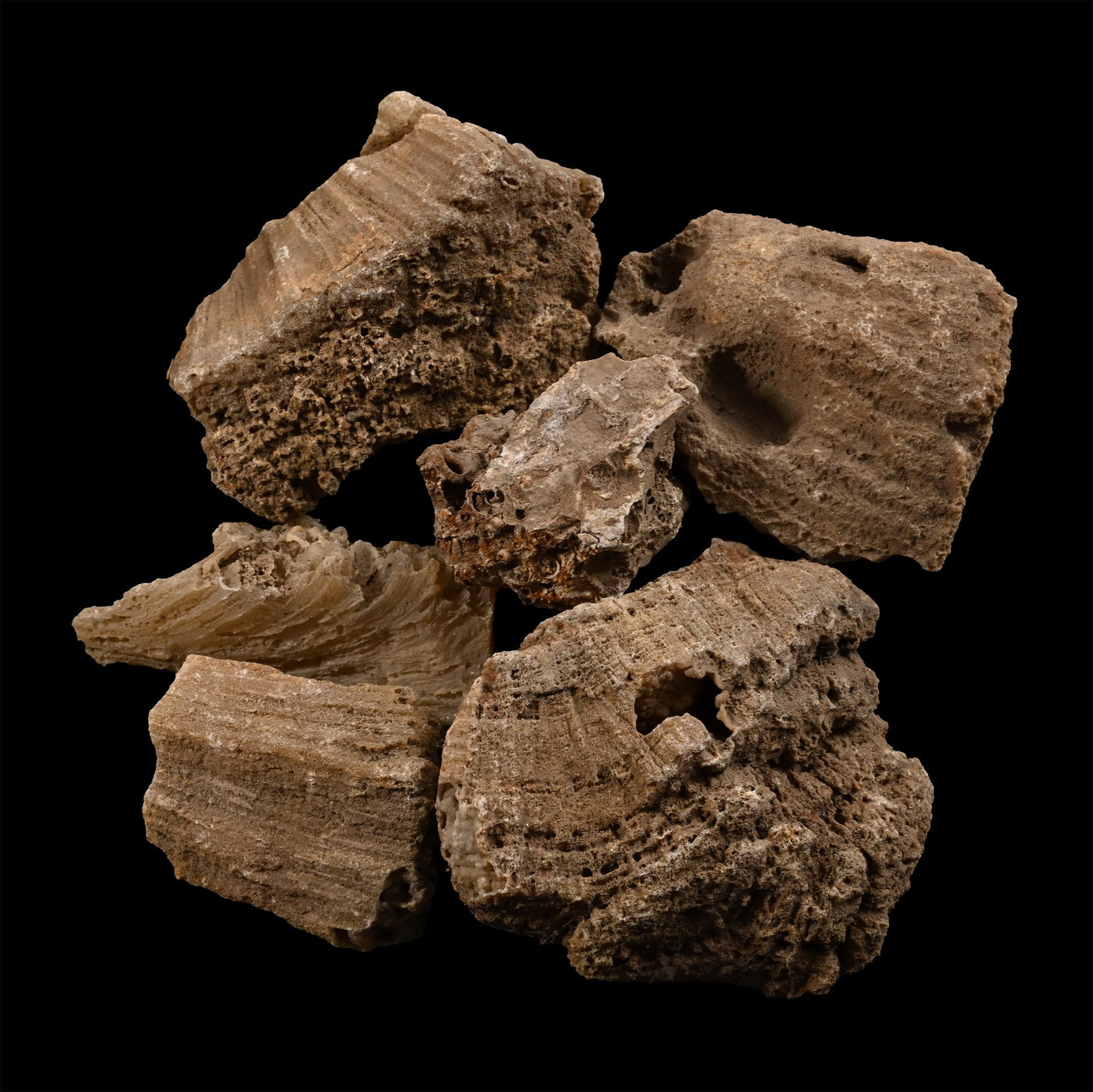 Group of Six [6] Fossilised Coral Specimens: Comprising six brown specimens showing the structure of polyps. 1.73 kg total, 7.5-12.6 cm (3 - 5 in.). [6, No Reserve] Ex Mineral Imports, London, UK. Gregory, Bottley & Lloyd (Gregory's), Harwich, U