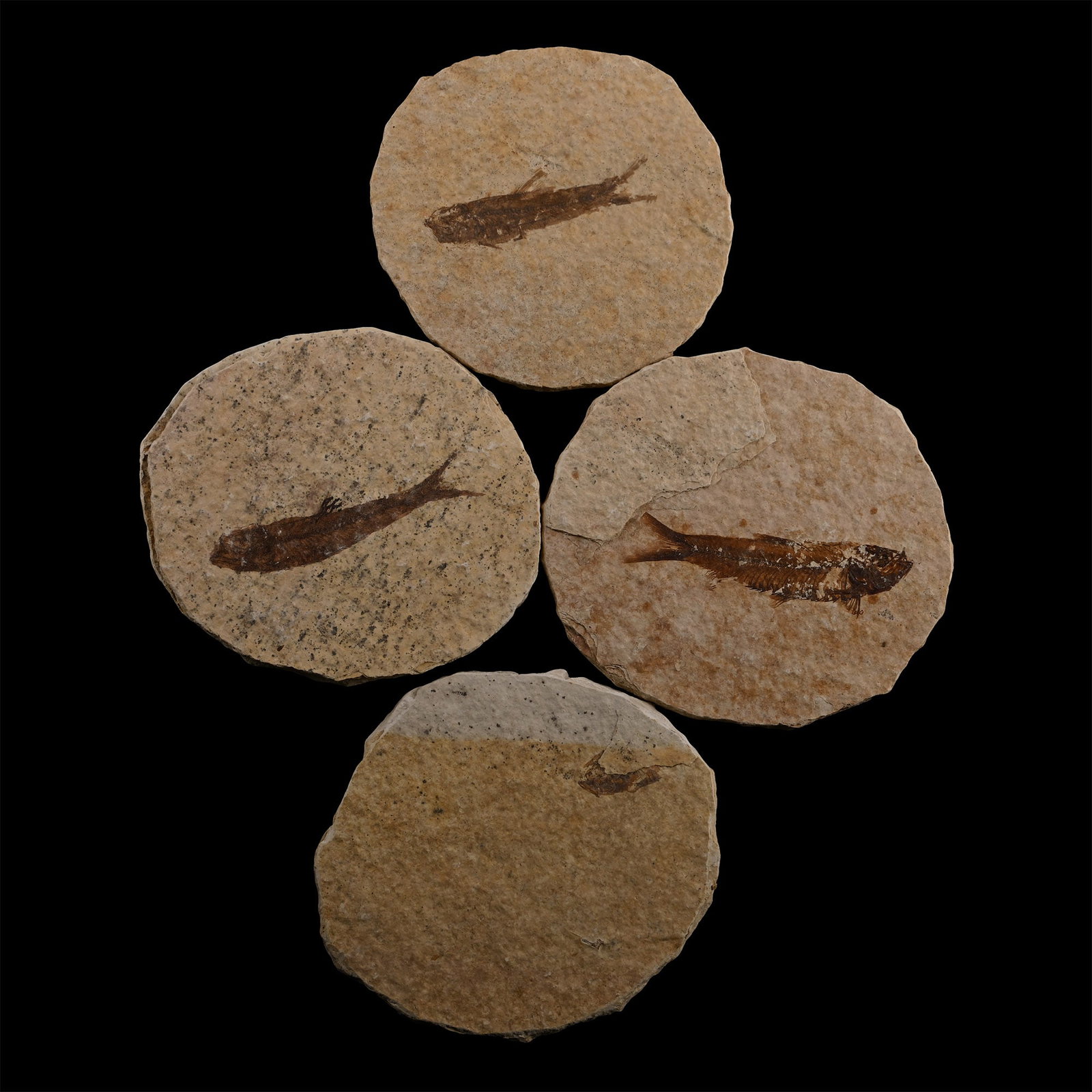 Knightia Fossil Fish Plate Group: Eocene Period, circa 58-36 million years B.P. Comprising three circular plates, each with a Knightia alta fish, and a fourth plate with small remains of one. 165 grams total, 71-80 mm (2 3/4 - 3 1/8 i