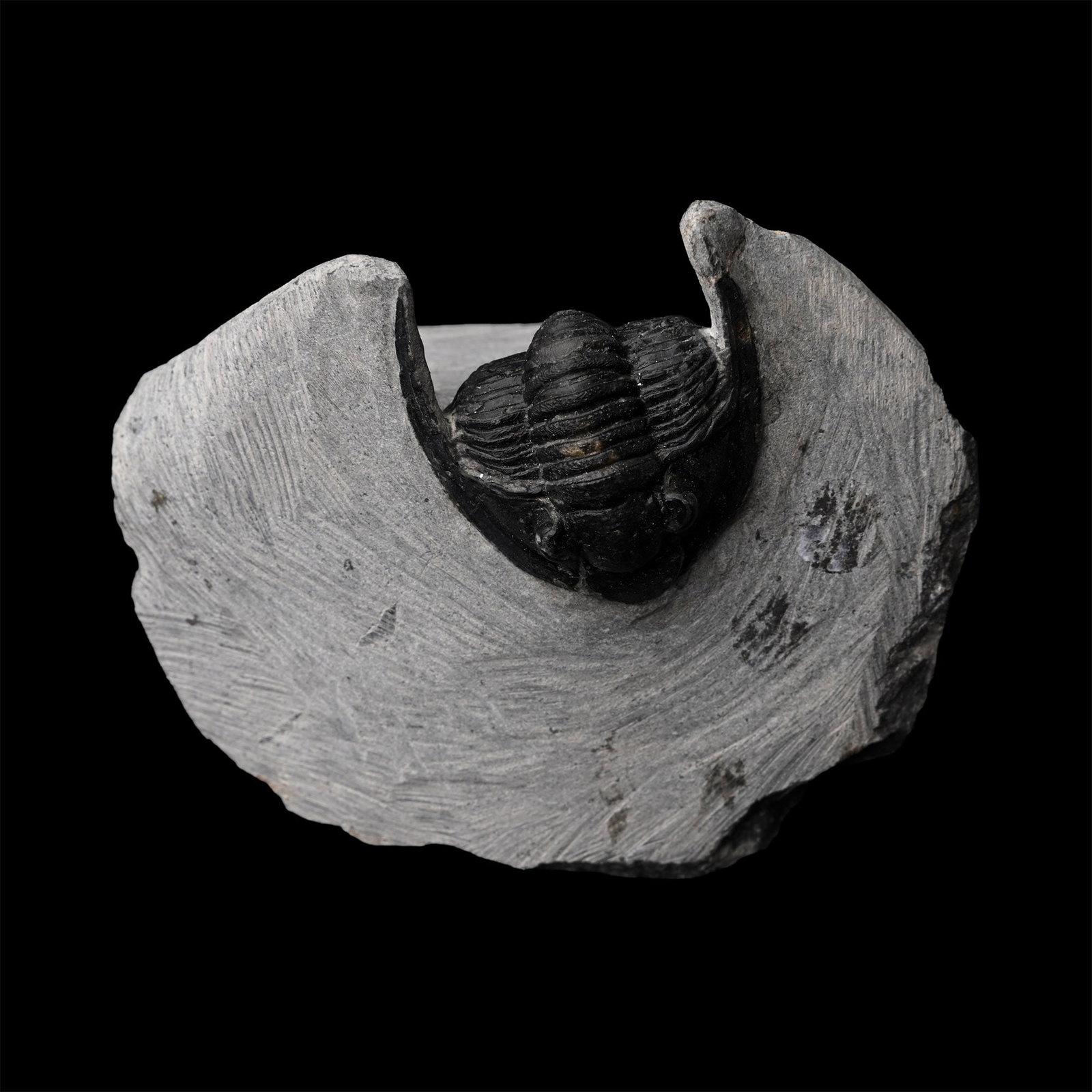 Fossil Cornuproetus Fossil Trilobite on Matrix (1 of 1)