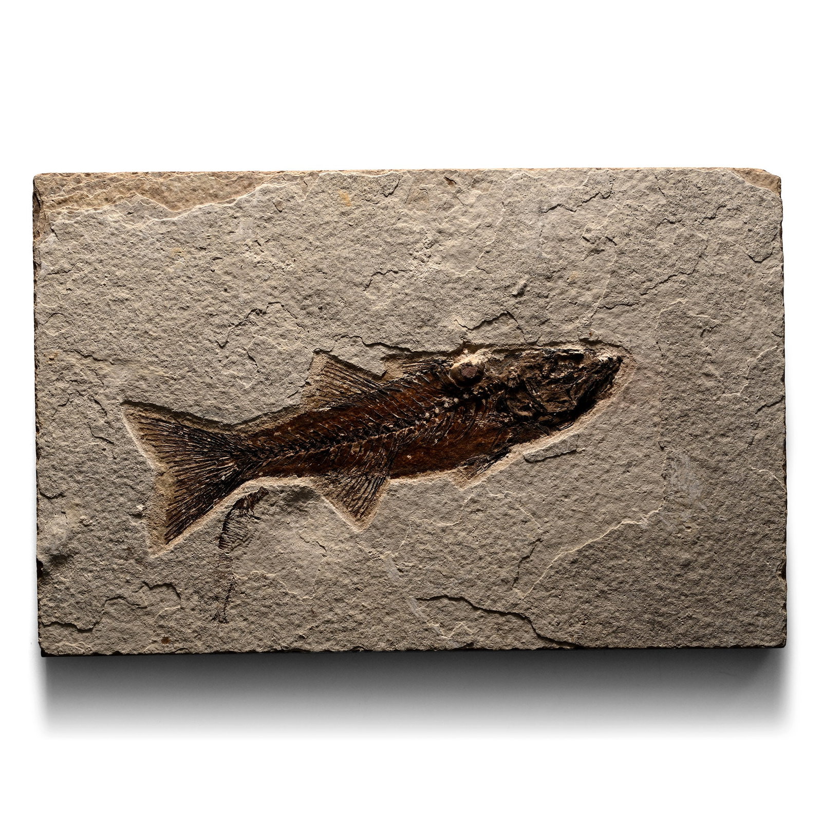 Fossil Mioplosus Fish in Matrix (1 of 1)