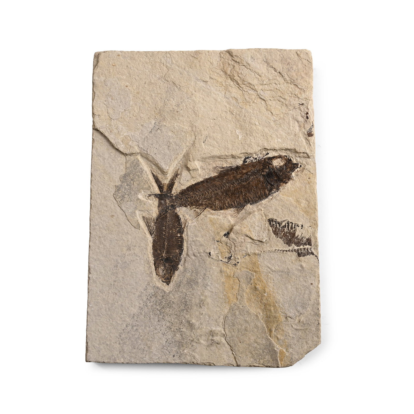 Fossil Knightia Fish Plate: Eocene Period, circa 58-36 million years B.P. Showing two Knightia alta fish on a rectangular limestone matrix with a partial third fish. 1.14 kg total, 20.5 x 14.5 cm (8 x 5 3/4 in.). [No Reserve] Fr