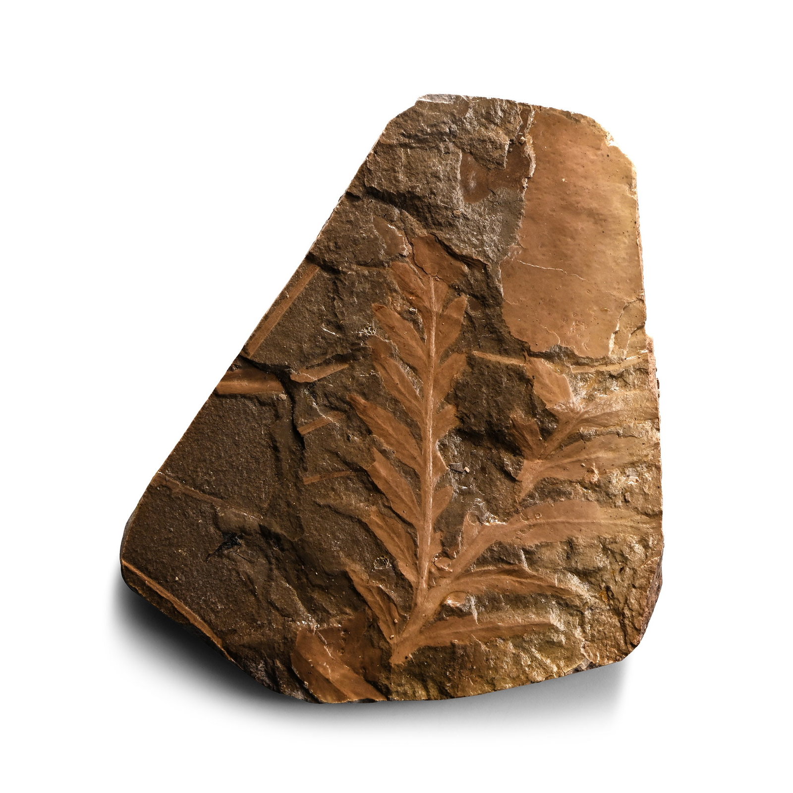 Fossil Fern in Matrix (1 of 1)