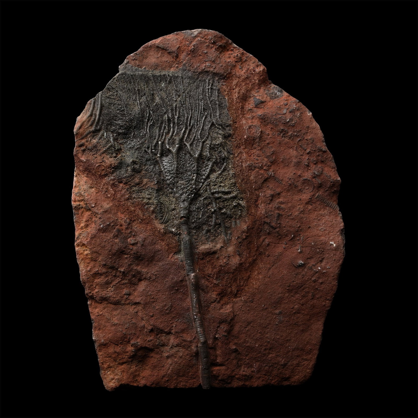 Fossil Crinoid Plate (1 of 1)