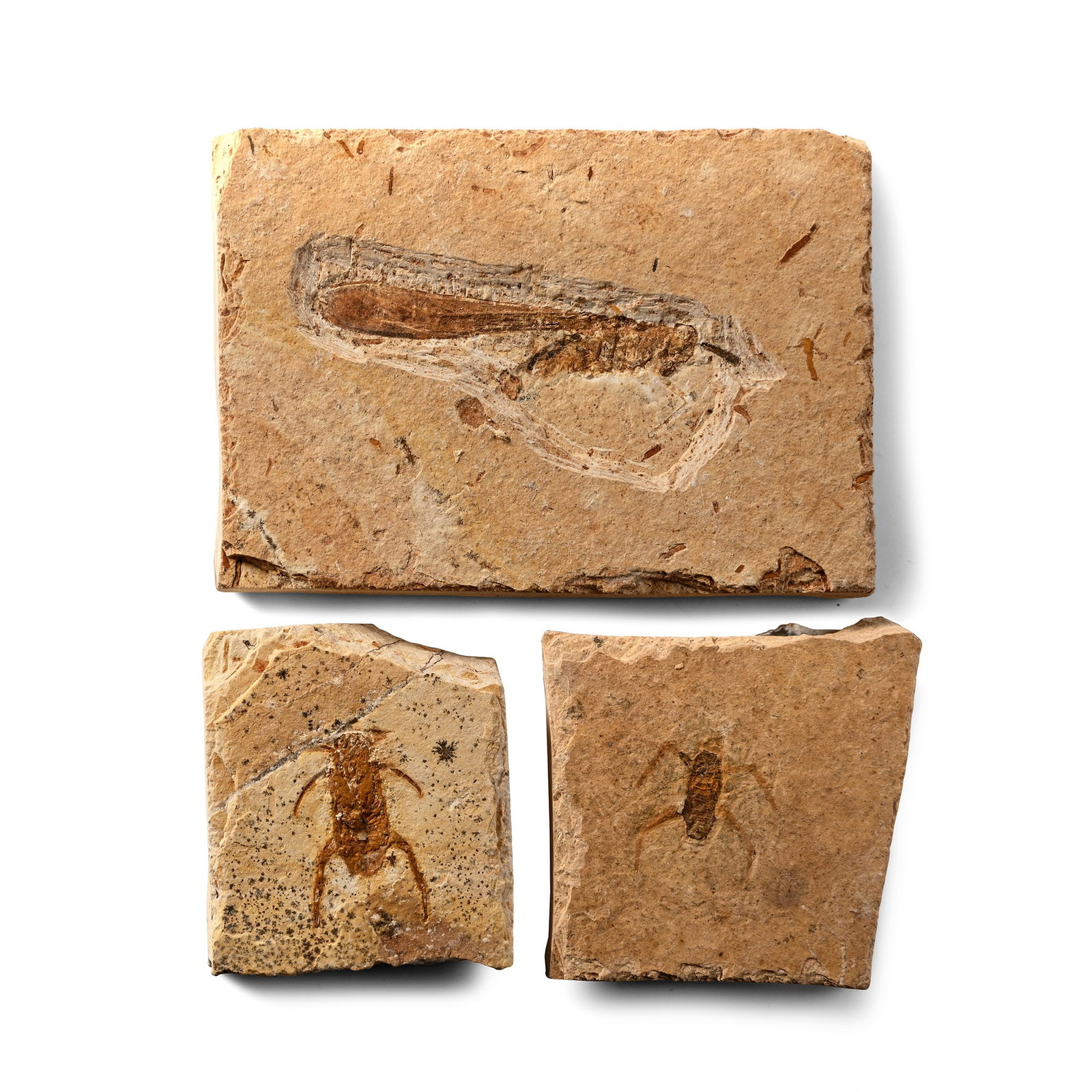 Fossil Insects in Matrix Collection: Cretaceous Period, circa 145-65 million years B.P. Comprising three insects, two smaller and one larger, with long wings. 93 grams total, 39-70 mm (1 1/2 - 2 3/4 in.). [3, No Reserve] From Brazil. Fro