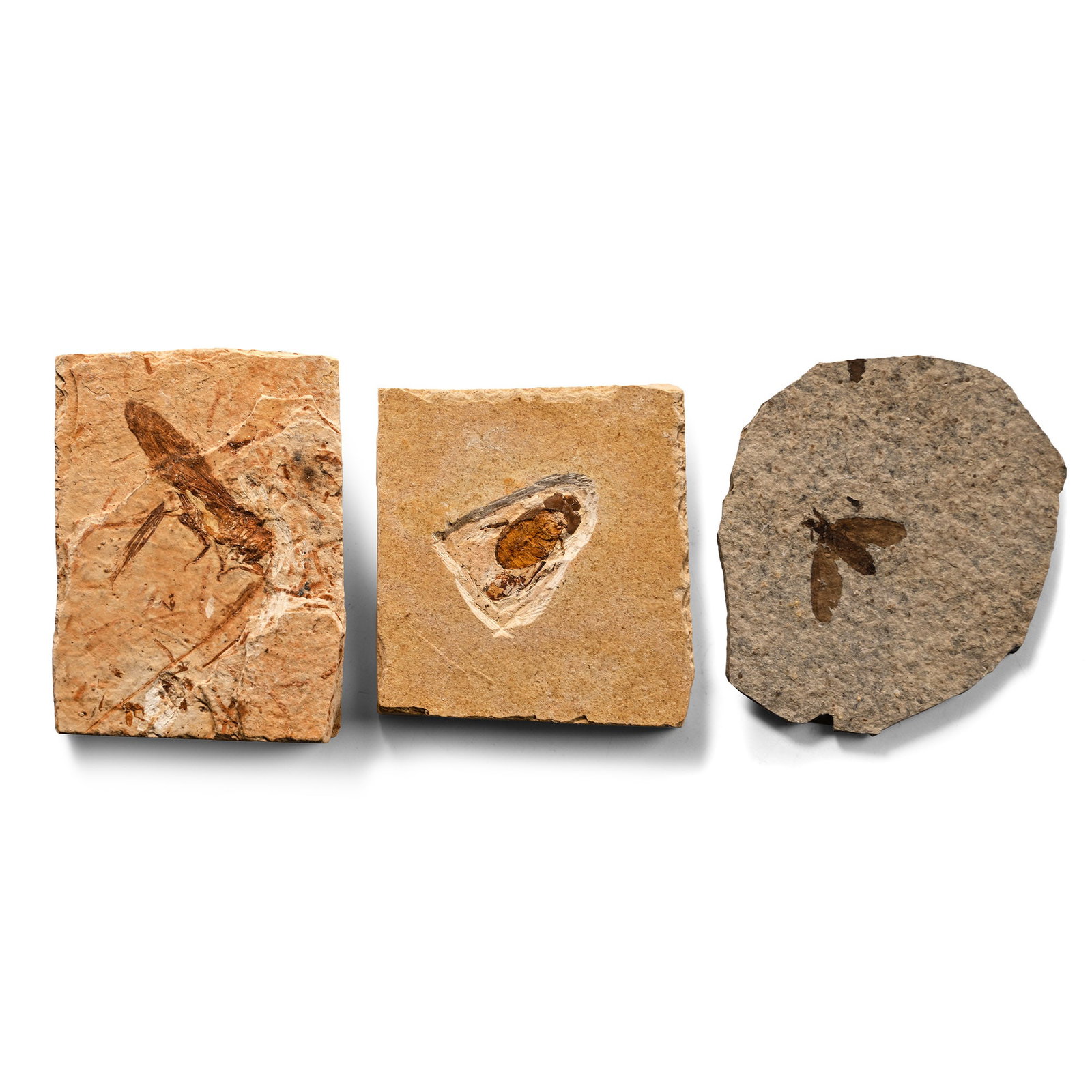 Fossil Insects in Matrix Collection: Cretaceous Period, circa 145-65 million years B.P. Comprising three different types of insects, one likely a locust. 90 grams total, 47-56 mm (1 7/8 - 2 1/4 in.). [3, No Reserve] From Brazil. From the