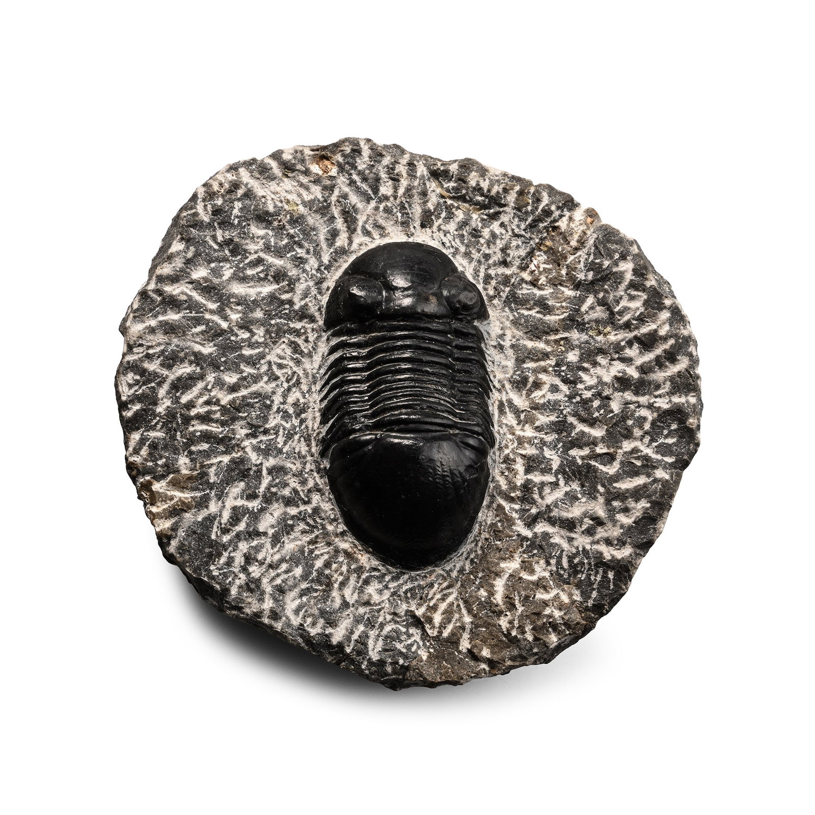 Fossil Thysanopeltidae Trilobite in Matrix: Middle Devonian Period, circa 380 million years B.P. Thysanopeltidae scutellum on a textured matrix, showing detail of the characteristic fan-like tail shield. 386 grams, 99 mm (4 in.). [No Reserve] F