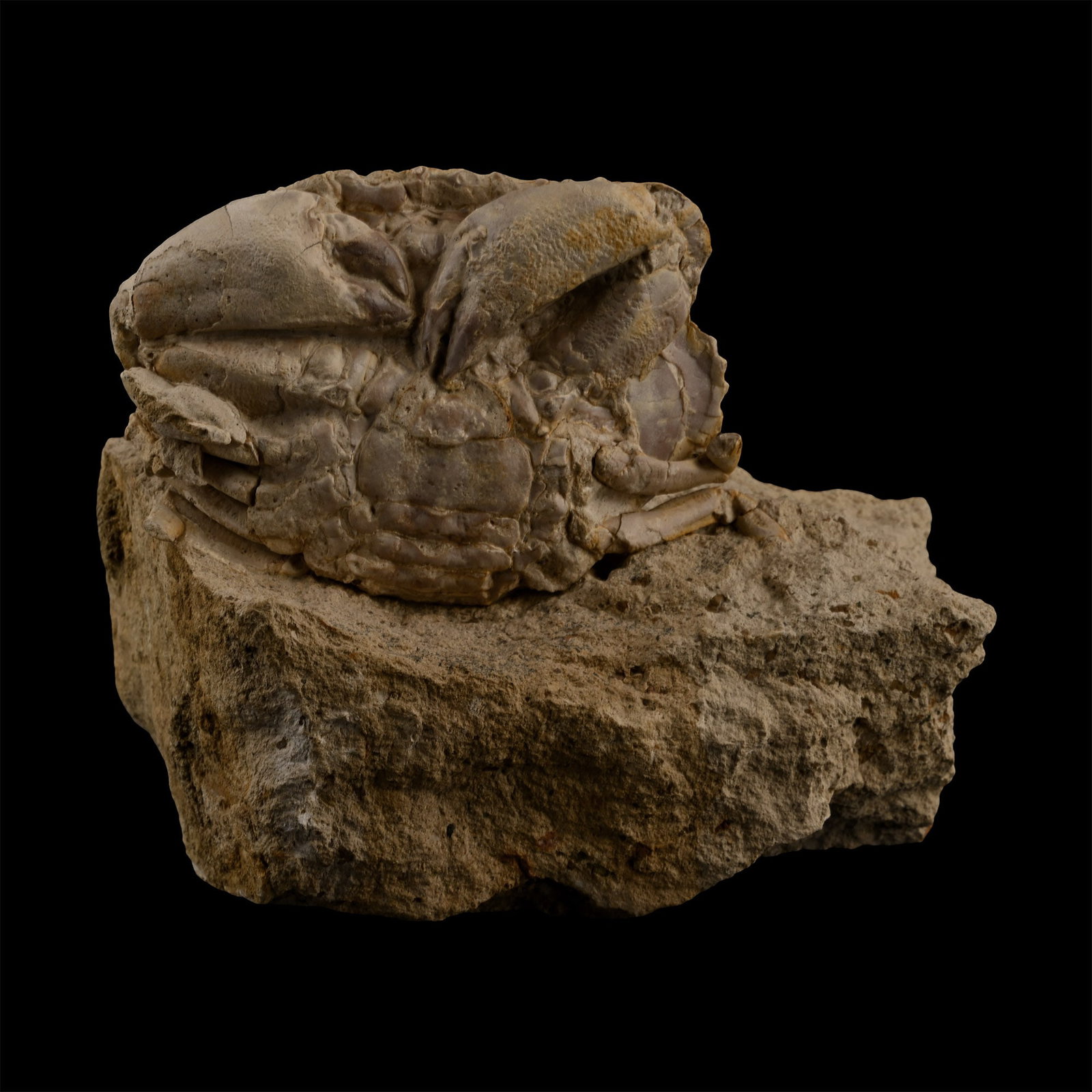 Fossil Crab on Matrix (1 of 1)