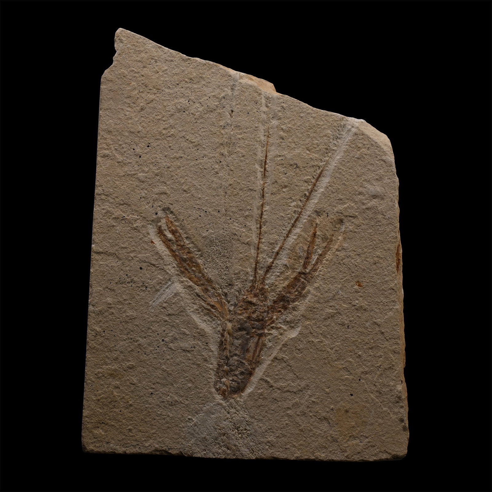 Fossil Lobster on Matrix: Jurrassic Period, circa 161-143 million years B.P. With large claws, from the Solnhofen limestone. 268 grams, 12.5 cm (4 7/8 in.). From a Cambridgeshire, UK, collection. TimeLine Auctions follows a ri