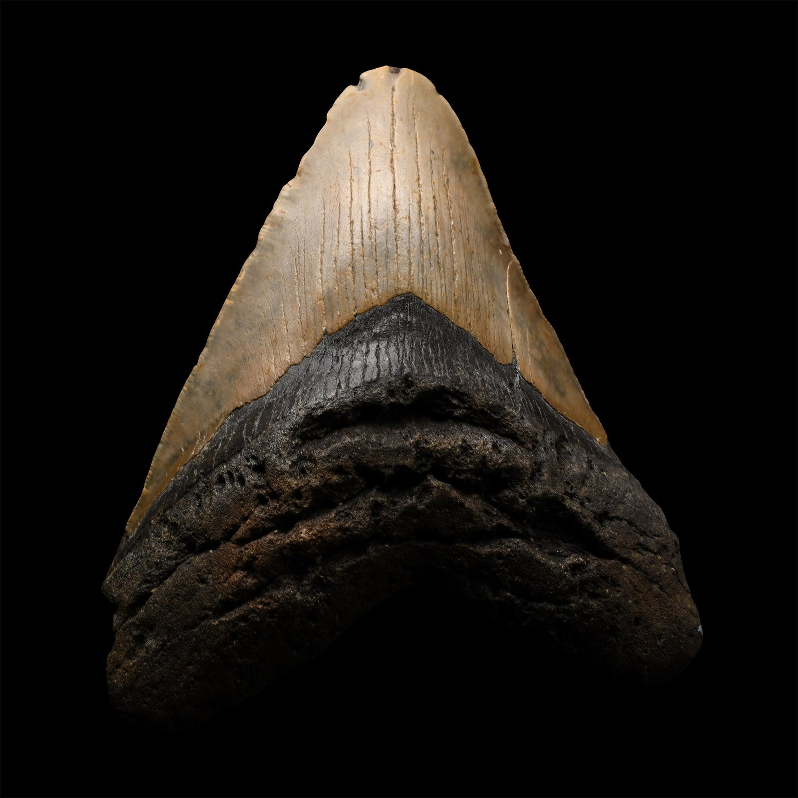 Very Large Megalodon Extinct Giant Shark's Fossil Tooth (1 of 1)