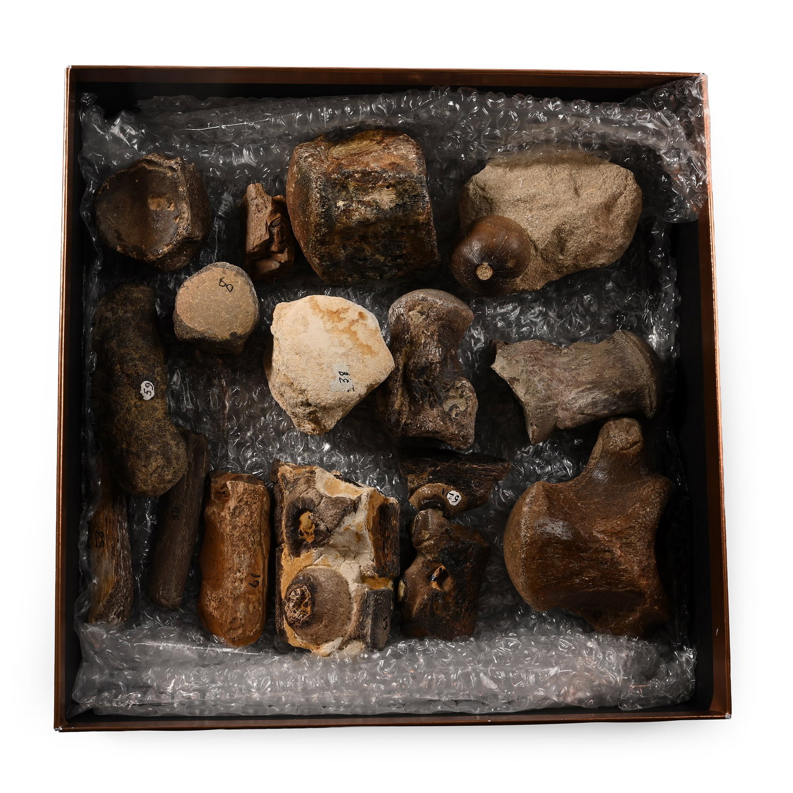 Mosasaur 'Marine Dinosaur' Fossil Bone and Tooth Collection: Cretaceous Period, circa 145-65 million years B.P. Comprising various bones and jaw fragments with partial teeth, a coprolite, and others, each with an inked collector's number. 1.85 kg total, 33-99 m