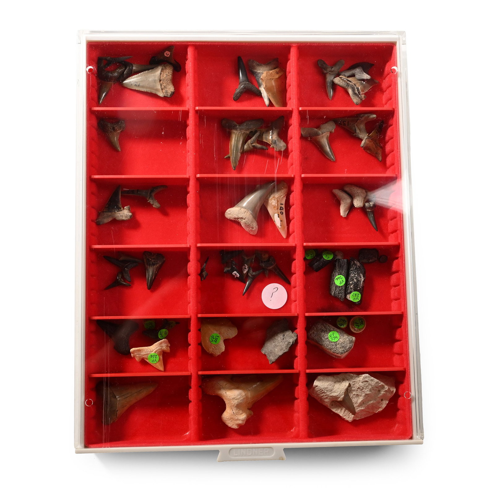 Collection of Extinct Fossilised Shark Teeth in Collector's Display Box: Eocene-Pleistocene Period, circa 56 million-11,700 years B.P. Large collection of shark teeth, including Odontapsis, Lamna oblirua, Charcharodon auriculatus, Striatolamia, and others; most with an ink