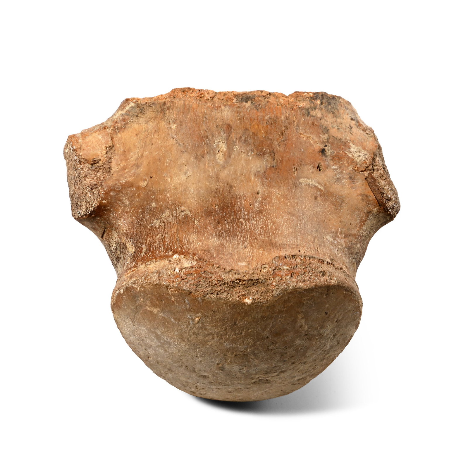 Fossil Tylosaurus Marine Dinosaur Vertebra (1 of 1)