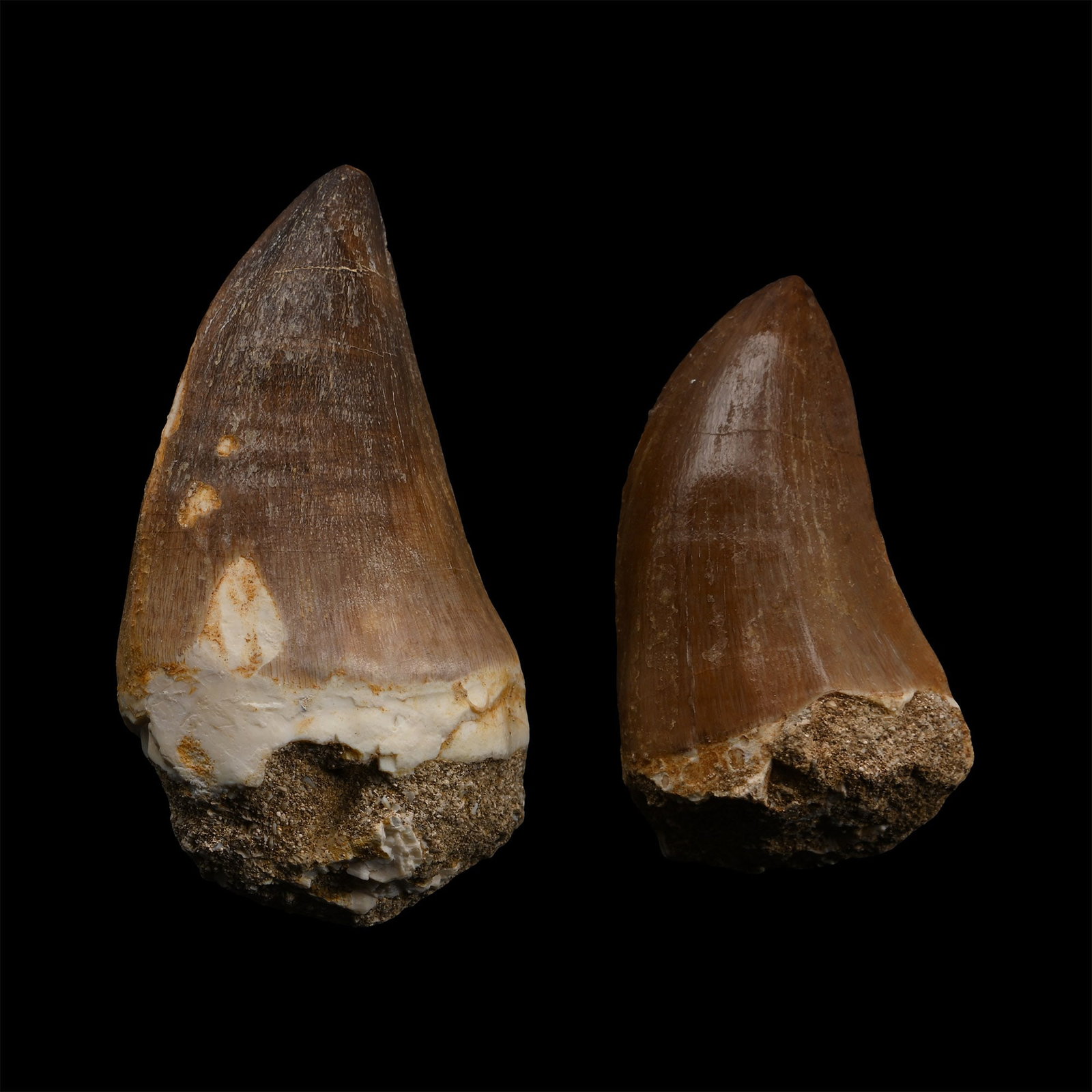 Fossil Mosasaur 'Marine Dinosaur' Teeth: Cretaceous Period, circa 145-65 million years B.P. Comprising two thick teeth with dark brown enamel. 77 grams total, 51-65 mm (2 - 2 1/2 in.). [2, No Reserve] From a Lincolnshire, UK, collection. The