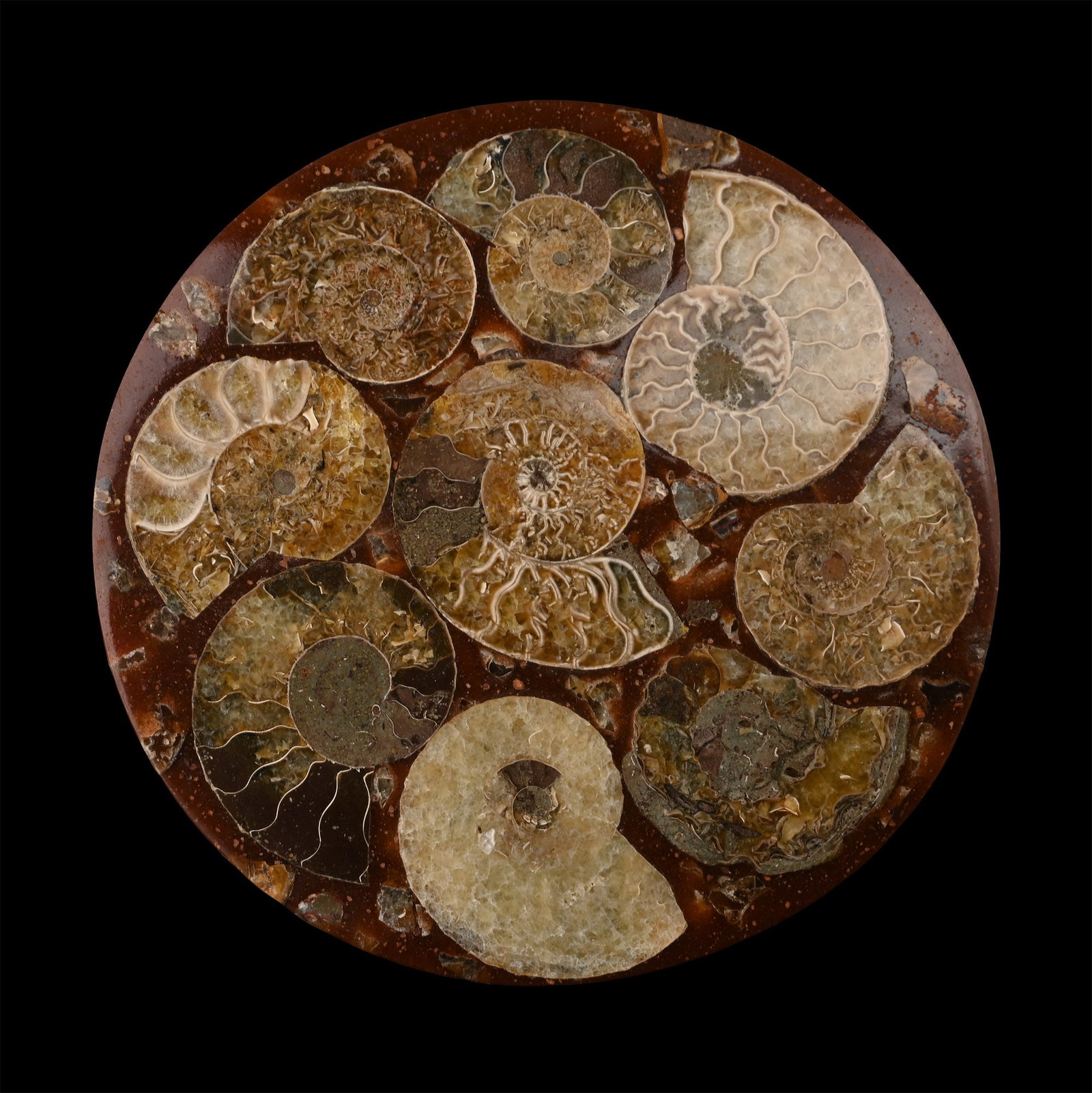 Polished Fossil Ammonite Plate: Jurassic Period, circa 199-145 million years B.P. Composite plate with cut ammonite slices set in resin. 124 grams, 12 cm (4 3/4 in.). [No Reserve] From a Lincolnshire, UK, collection. TimeLine Auctio