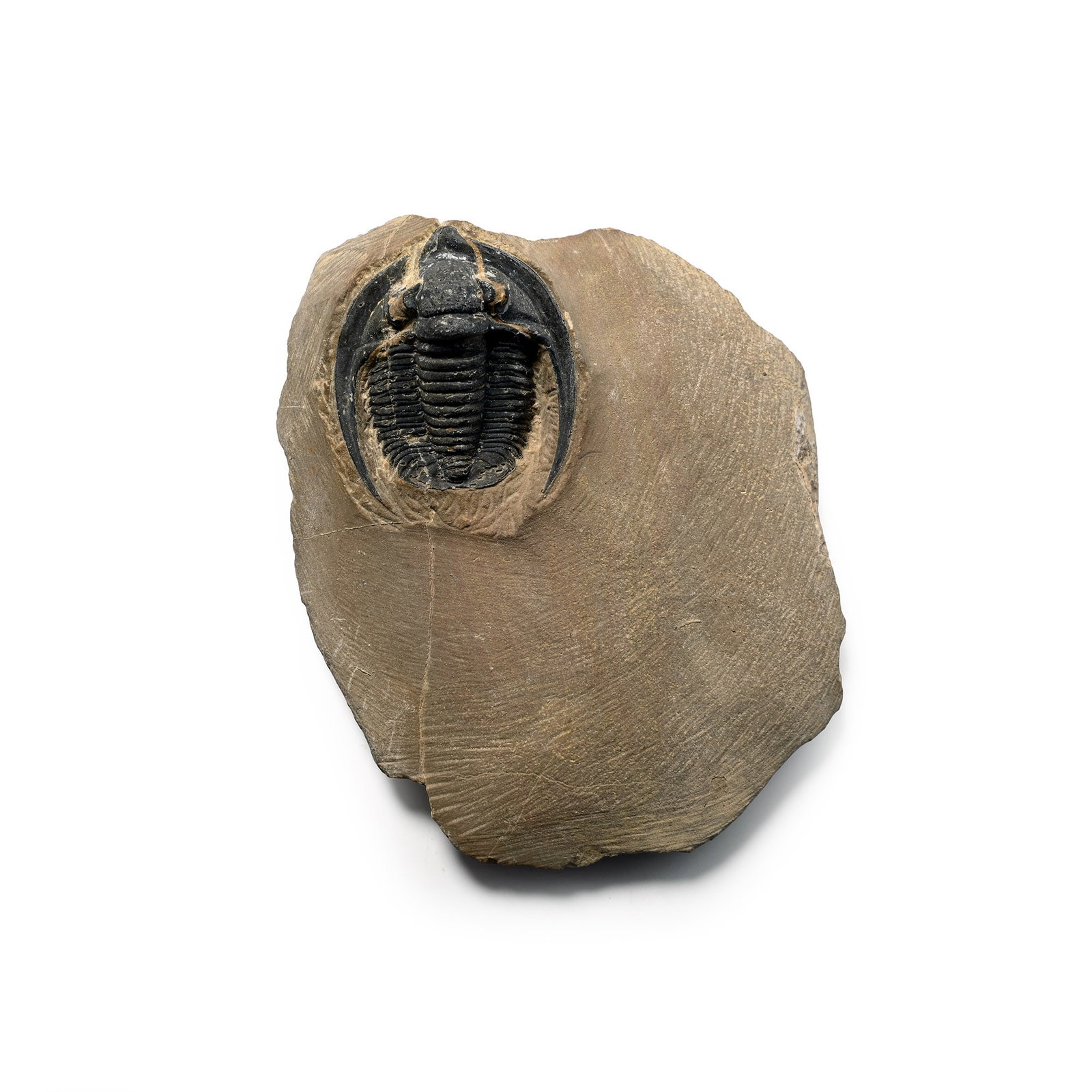 Fossil Harpes Trilobite in Matrix: Middle Devonian Period, circa 380 million years B.P. Roughly semicircular head, and the genal roll with genal prolongations. 117 grams, 77 mm (3 in.). [No Reserve] From the private collection of Kenne