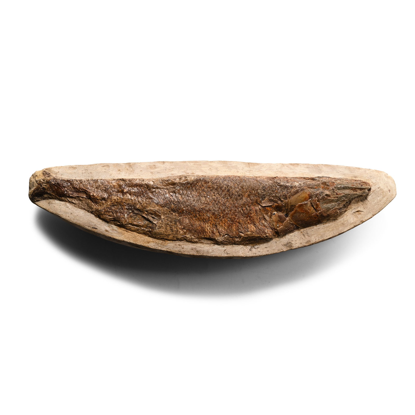 British Unidentified Fossil Fish in Matrix: Devonian Period, circa 419-359 million years B.P. On a curving matrix and showing good detail, especially on the scales. 557 grams, 21.2 cm (8 3/8 in.). [No Reserve] From Cheddar, Somerset, UK. From t