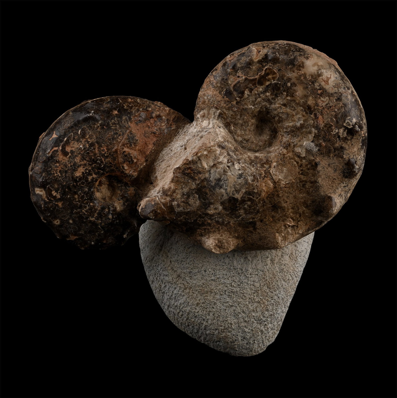 Polished Double Fossil Mamite Display: Cretaceous Period, circa 90 million years B.P. Two horned ammonites with regularly disposed spines to the outer shell. 1.43 kg, 16.5 cm wide (6 1/2 in.). [No Reserve] From a Cambridgeshire, UK, collec