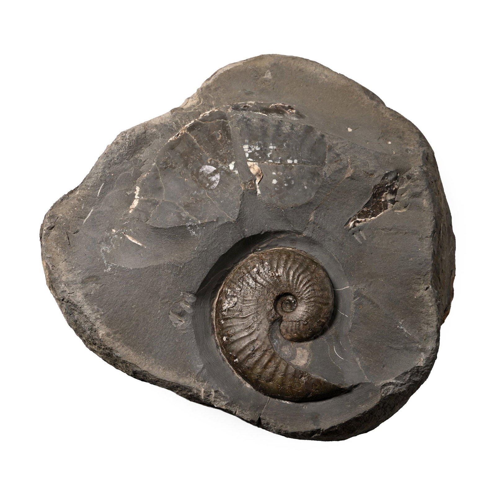 Fossil Ammonite on Matrix (1 of 1)