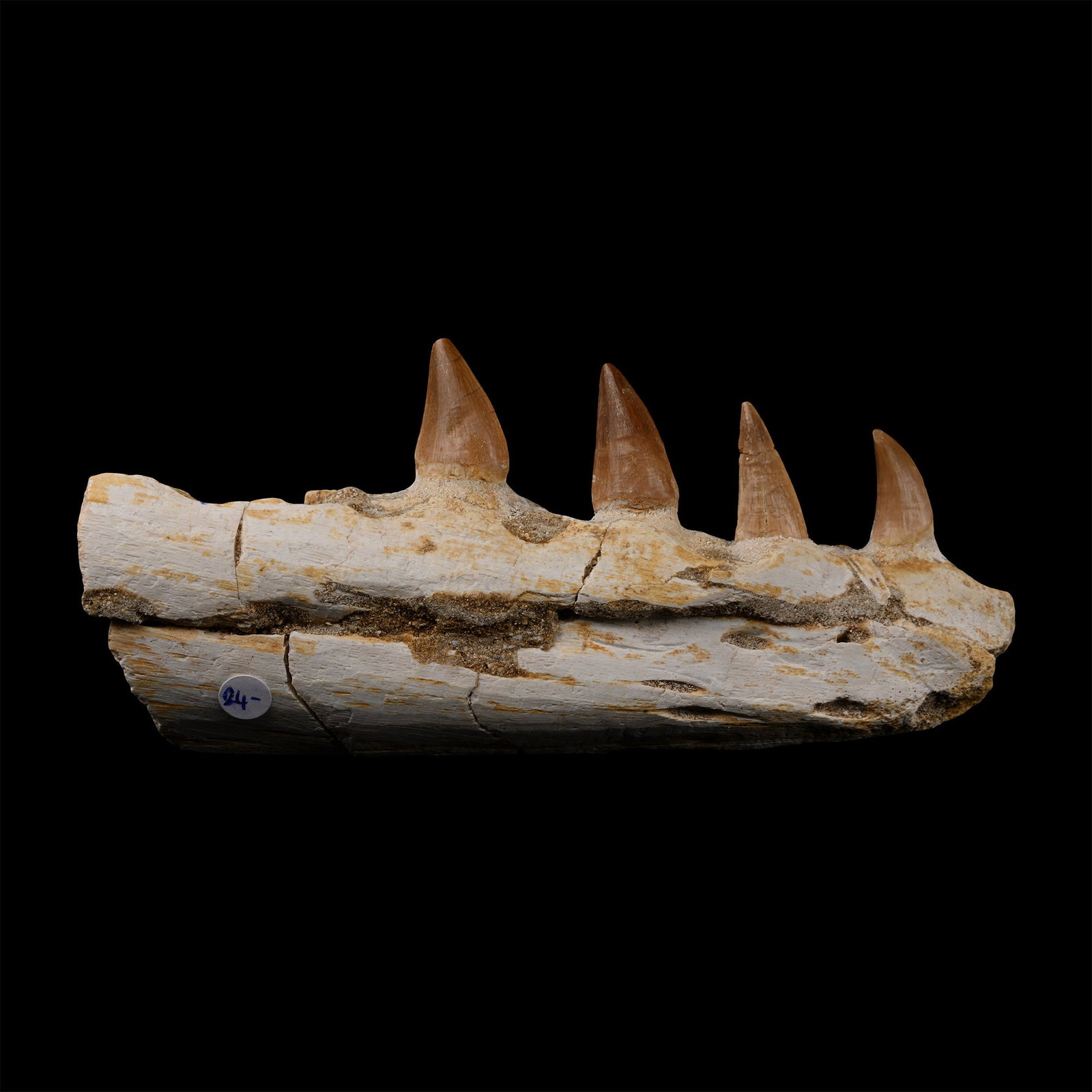 Mosasaur 'Marine Dinosaur' Fossil Jaw Fragment: Cretaceous Period, circa 145-65 million years B.P. Large fragment of a jaw with four teeth. 132 grams, 14.7 cm (5 3/4 in.). [No Reserve] From a Cambridgeshire, UK, collection. The Mosasaur is an extin