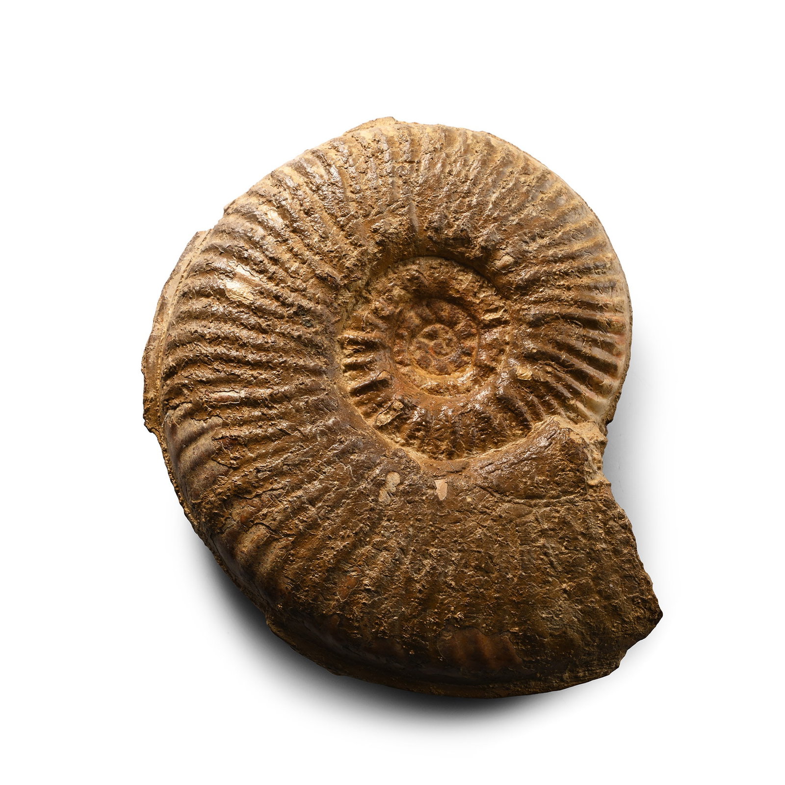 Fossil Hammatoceras Ammonite (1 of 1)