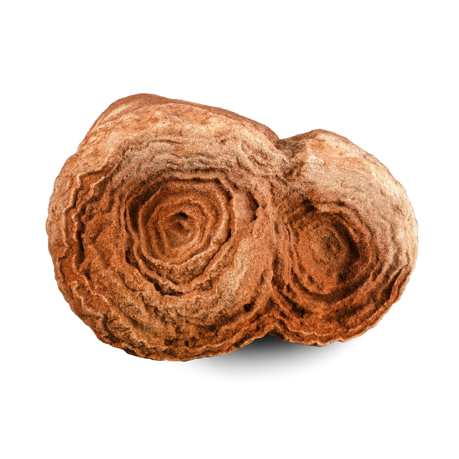 Stromatolite Specimen (1 of 1)