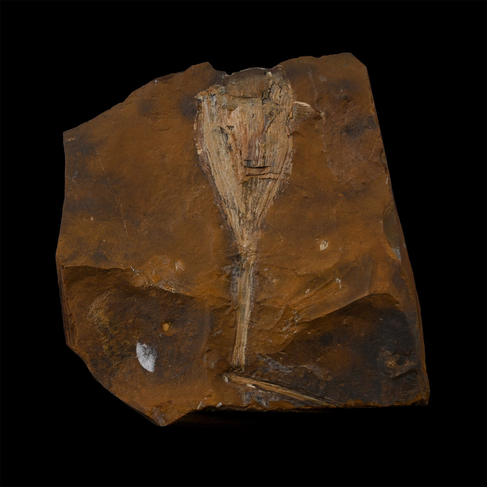 Fossil Ginko Leaf on Matrix: Carboniferous Period, circa 359-299 million years B.P. A light-coloured specimen on a polygonal matrix. 58.7 grams, 67 mm (2 5/8 in.). [No Reserve] From a Cambridgeshire, UK, collection. TimeLine Auct