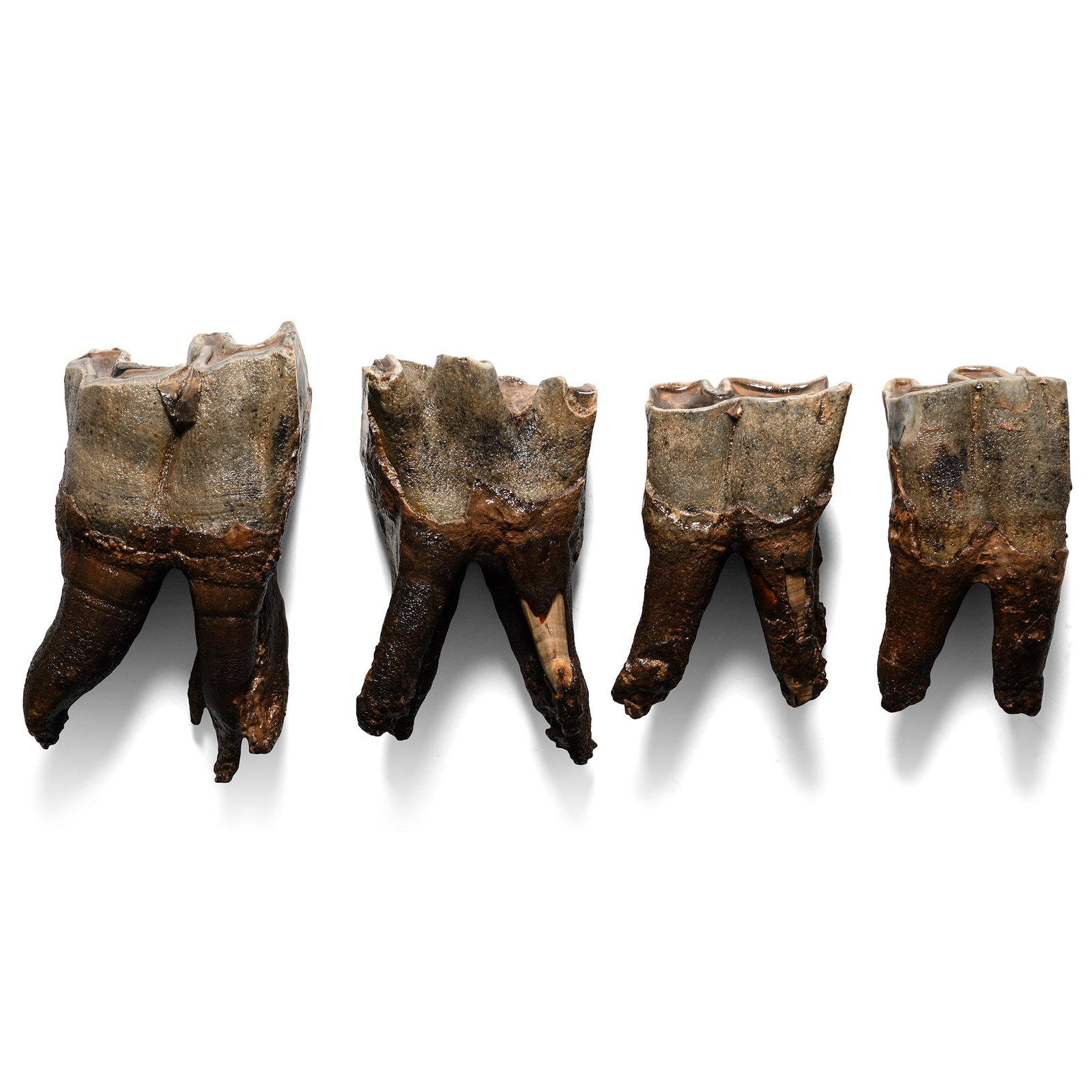 Set of Woolly Rhinoceros Teeth: Devensian Period, circa 110,000-12,000 years B.P. Comprising four teeth from the lower right jaw of a large male. 640 grams total, 8.1-11.8 cm (3 1/4 - 4 5/8 in.). [4, No Reserve] Perma frost of Siber