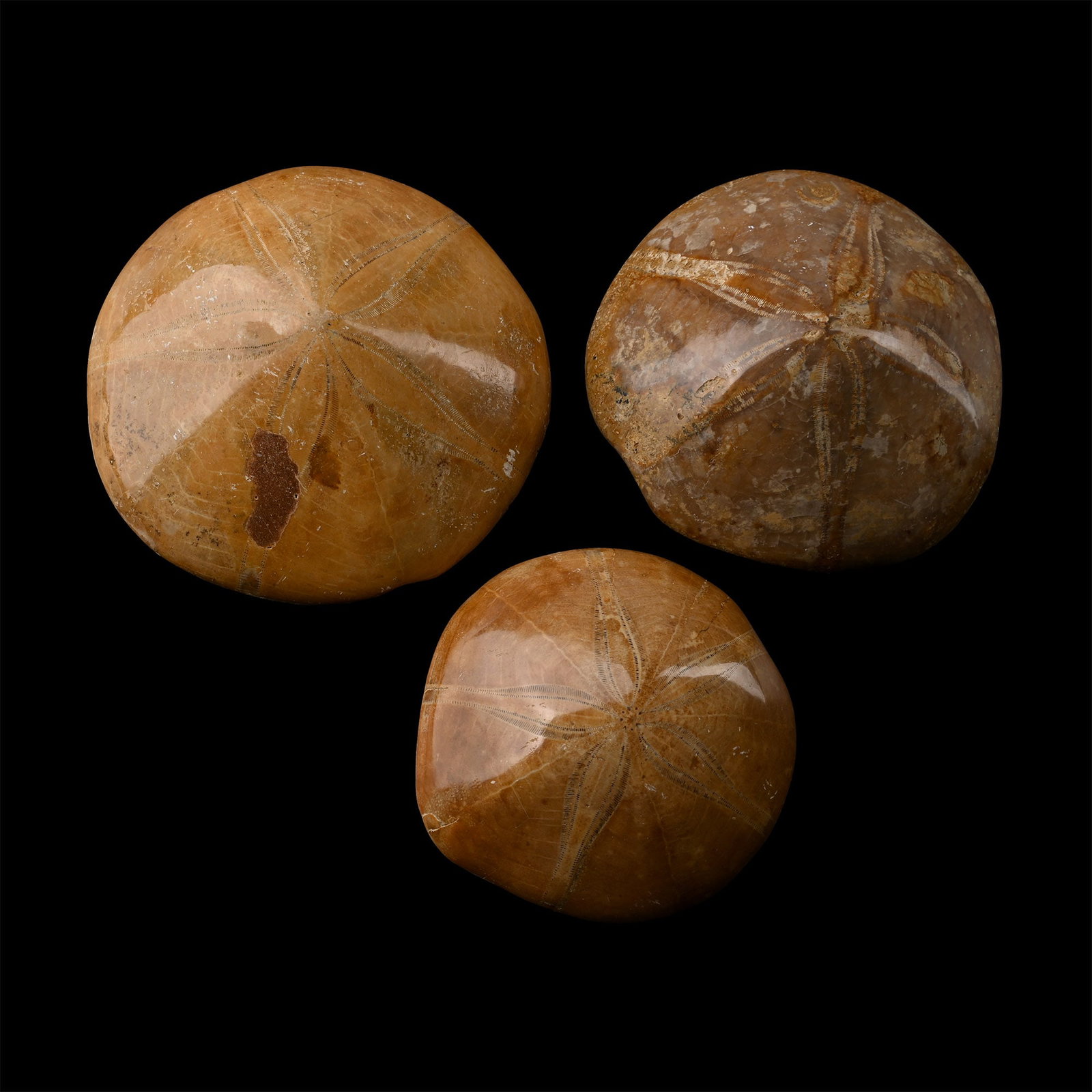 Polished Fossil Sand Dollar Group: Miocene Period, circa 25 million years B.P. Comprising three domed and polished specimens. 325 grams total, 58-73 mm (2 1/4 - 2 7/8 in.). [3, No Reserve] From a Lincolnshire, UK, collection. TimeLine 
