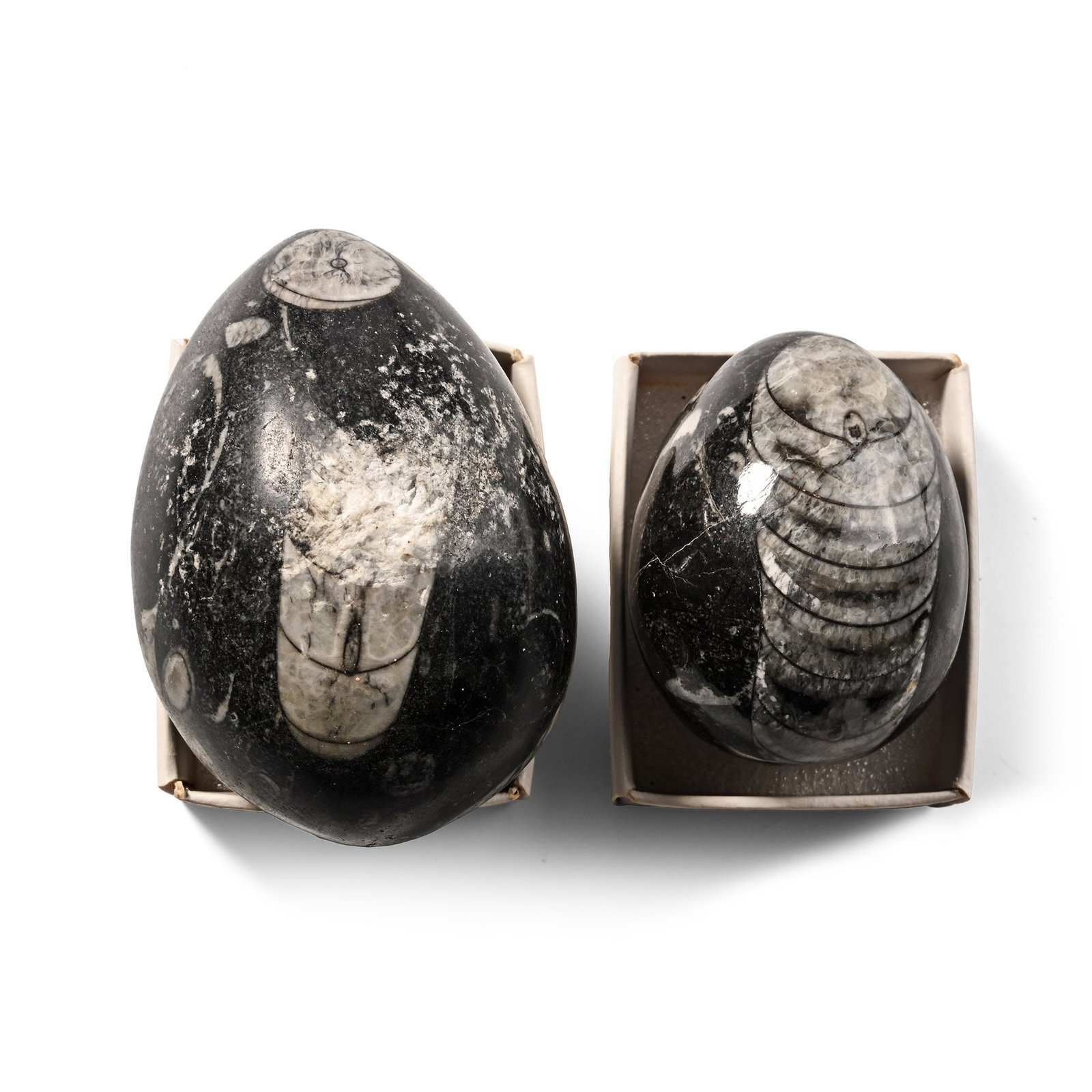 Polished Fossil Orthoceras Egg Pair: Devonian Period, circa 417-354 million years B.P. Comprising two polished fossiliferous eggs, each showing a partial Orthoceras specimen. 300 grams total, 49-67 mm (2 - 2 5/8 in.). [2, No Reserve] Fro