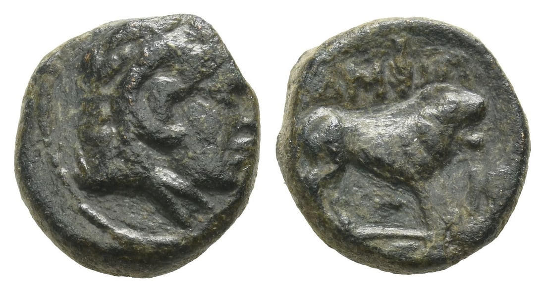 Macedon, Amphipolis AE 13mm.: 3rd century BC. Head of Herakles to right in lionskin / AM?I?O-[?IT?N], lion standing to right. HGC 3.1, 433. 2.90gr, 13mm, 1h. Near Very Fine. Acquired on the European coin market. Property of a Kent